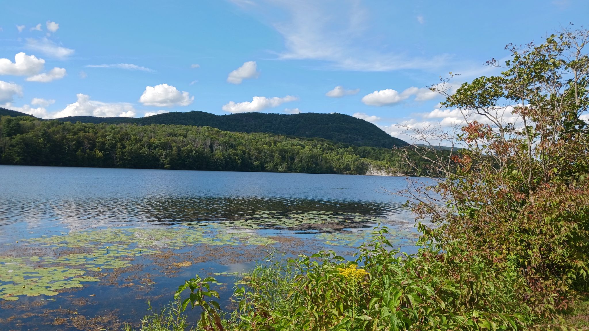 Sunny lake with lily pads, backed by forested mountains under blue sky. - Ashuwillticook Rail Trail