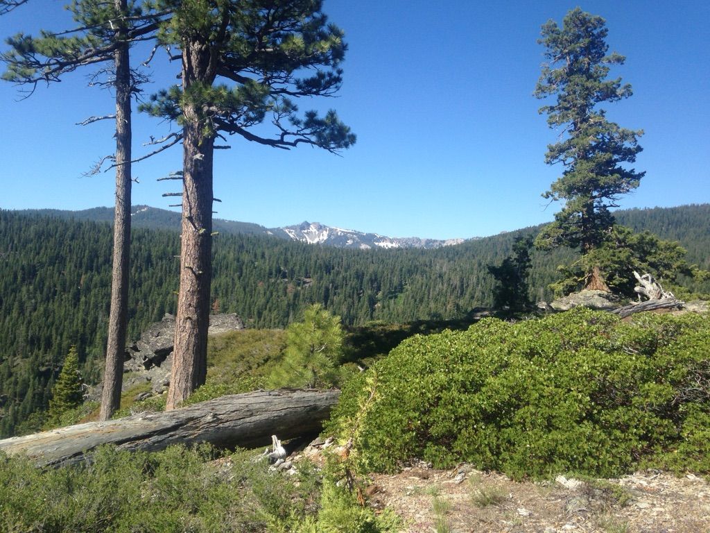 Mountain vista with snow-capped peaks, seen through tall pine trees. - Tahoe Rim Trail and Mount Watson Loop
