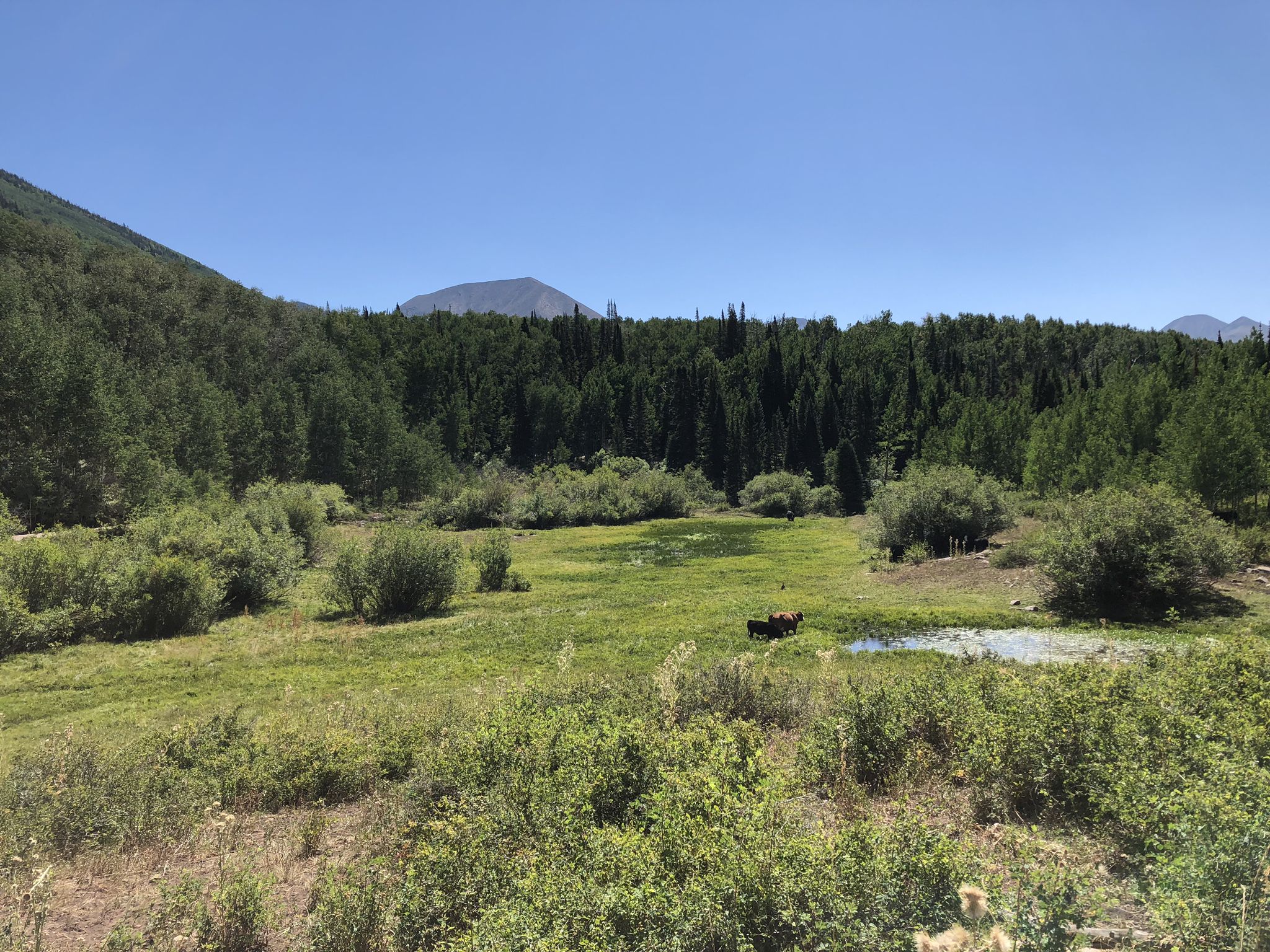 A bright green meadow with a small pond surrounded by dense forest. - Miner's Basin to Gold Knob, Green Mountain, and Pilot Mountain Loop