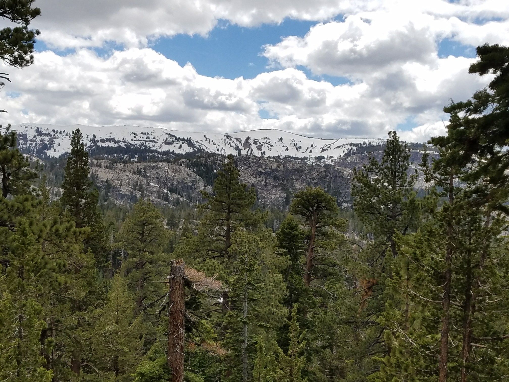 Dense pine forest in foreground, with snow-capped mountains under a cloudy sky. - Tahoe Rim Trail and Christmas Valley Loop