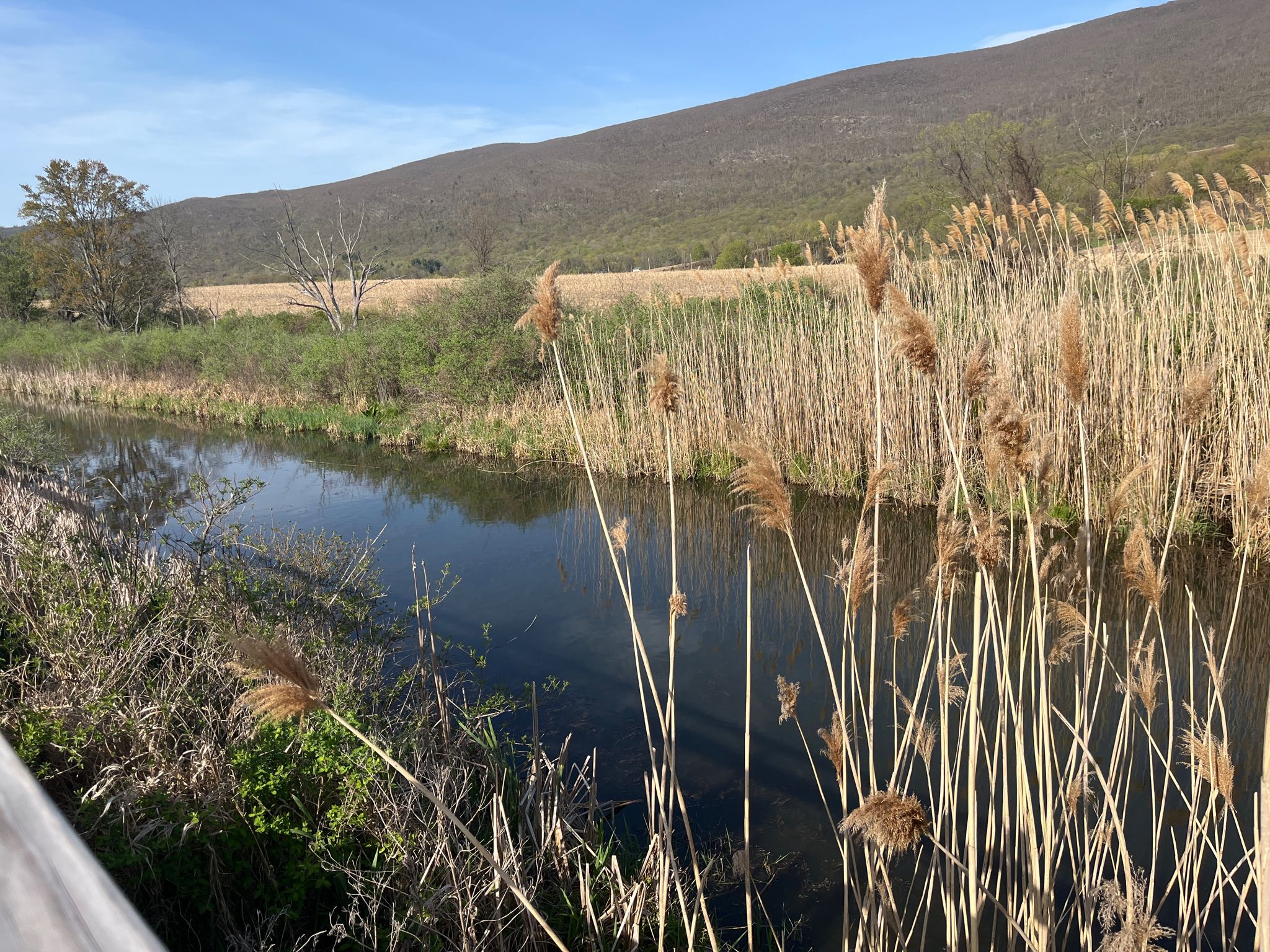 Calm water with tall reeds, a distant mountain, and clear blue sky. - Rail trail bridge loop from Millerton
