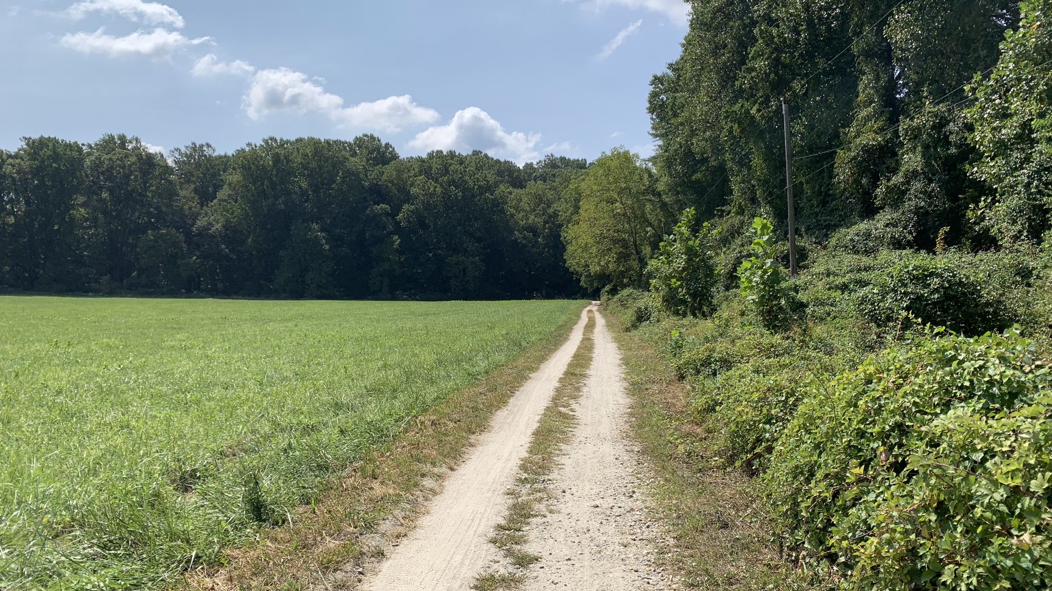 Dirt path beside a sunny green field and dense forest. - Whitely Farms – White Clay Creek Preserve loop from White Clay Creek Preserve