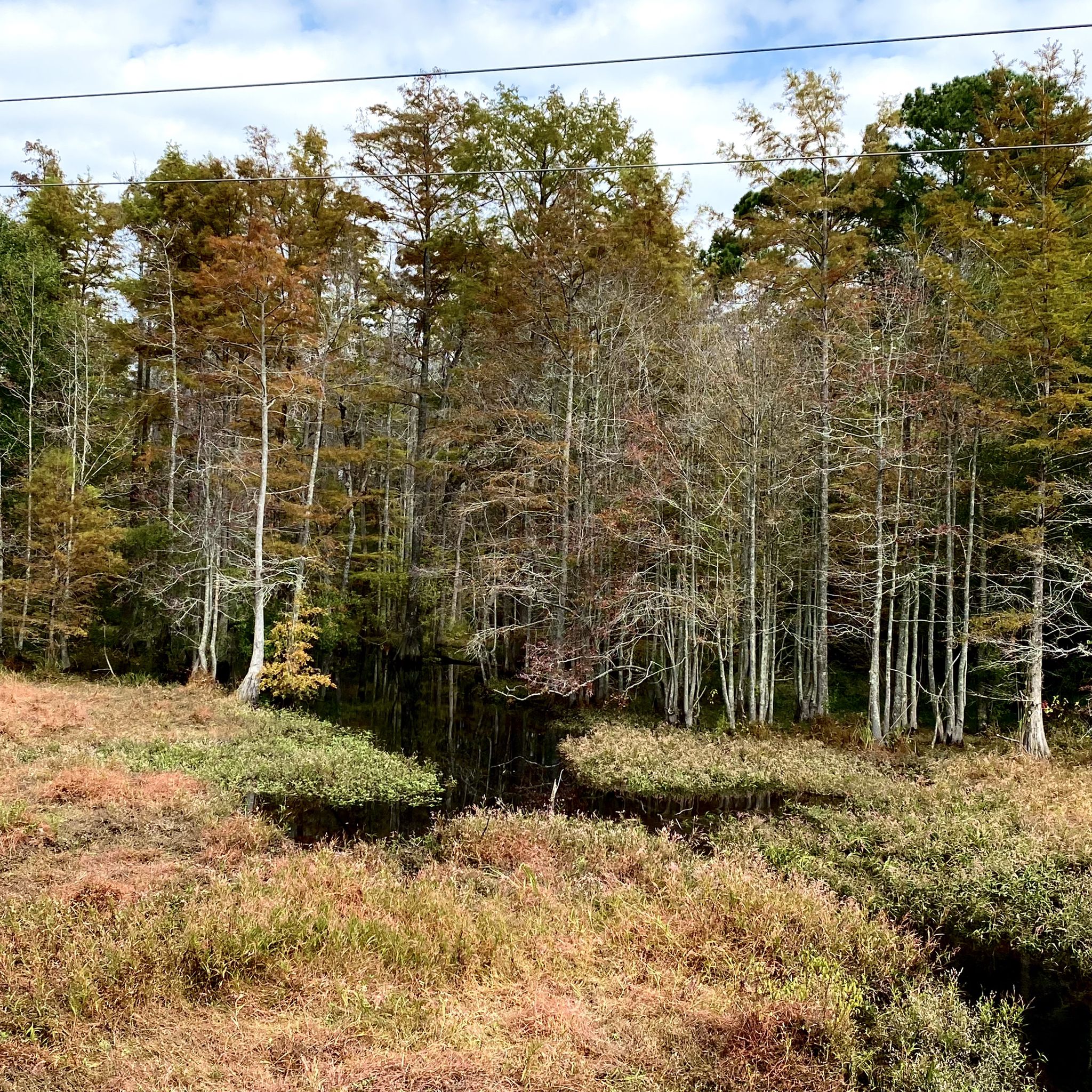Autumnal trees surround dark water with dry grass in the foreground. - Dunn-Erwin Rail Trail