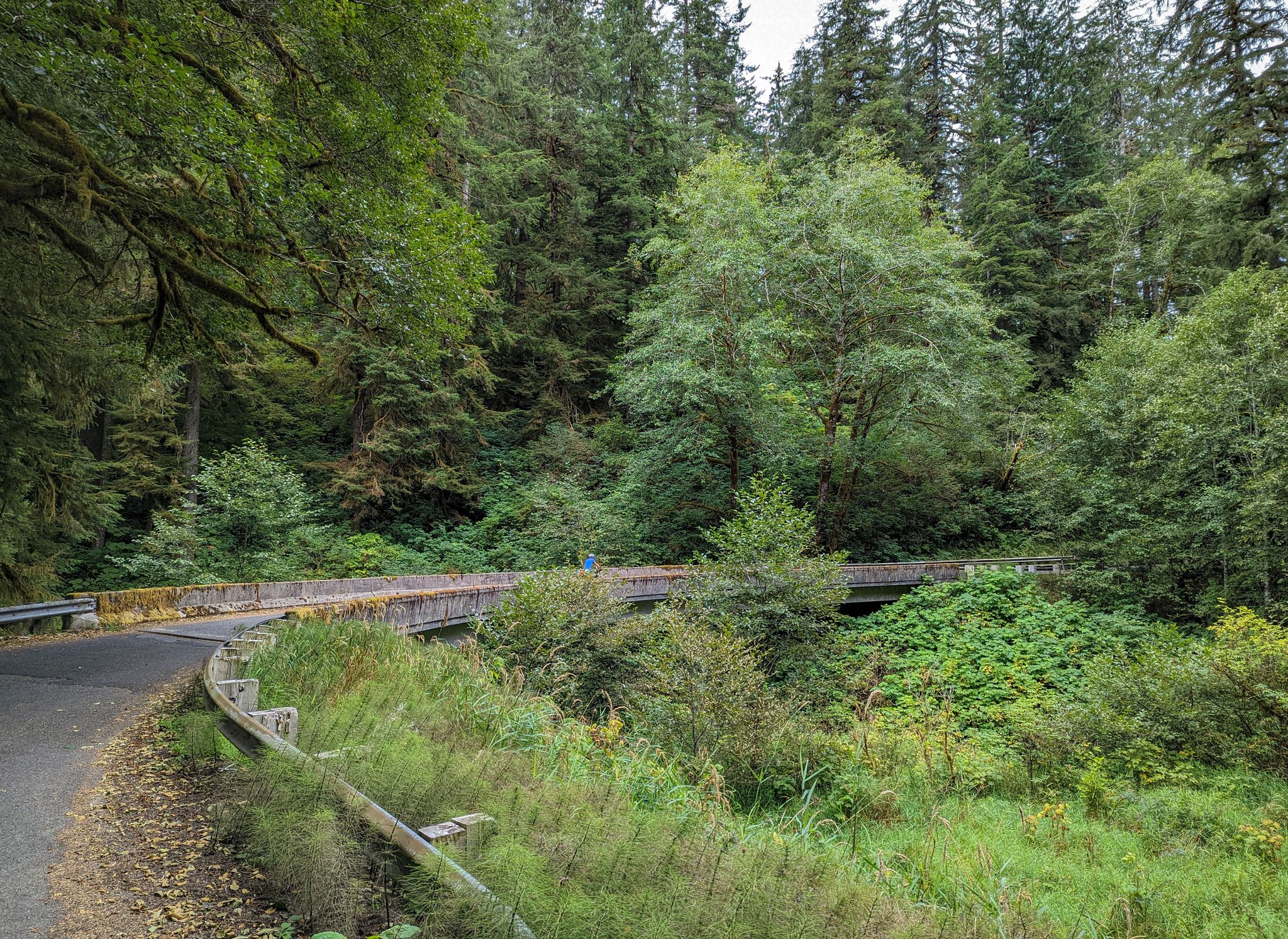 A curved road and bridge are surrounded by lush green forest. - Scenic Old Highway 101 – Heid's Otis Espresso Stop loop from Neskowin