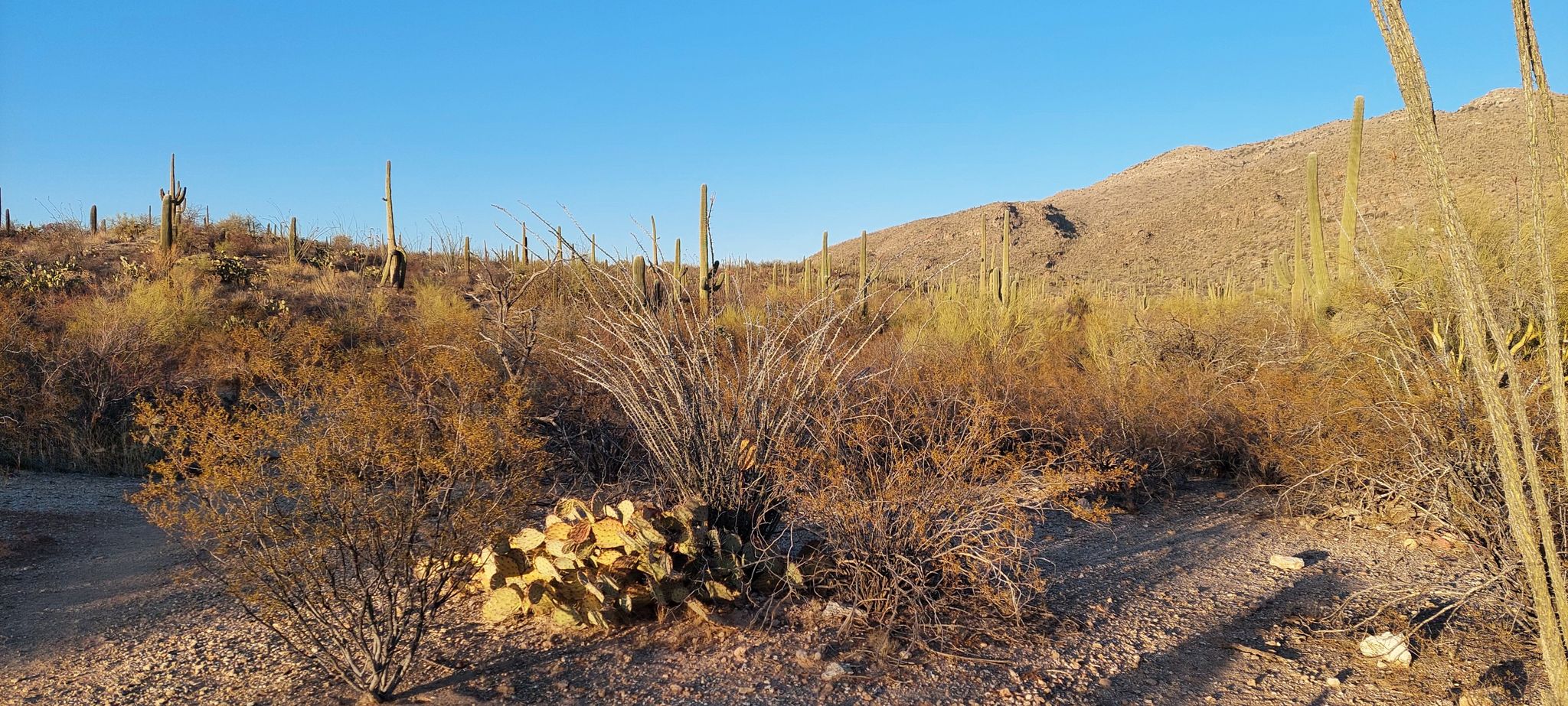 Desert landscape with cacti and shrubs under a clear blue sky. - Freeman Homestead Trail