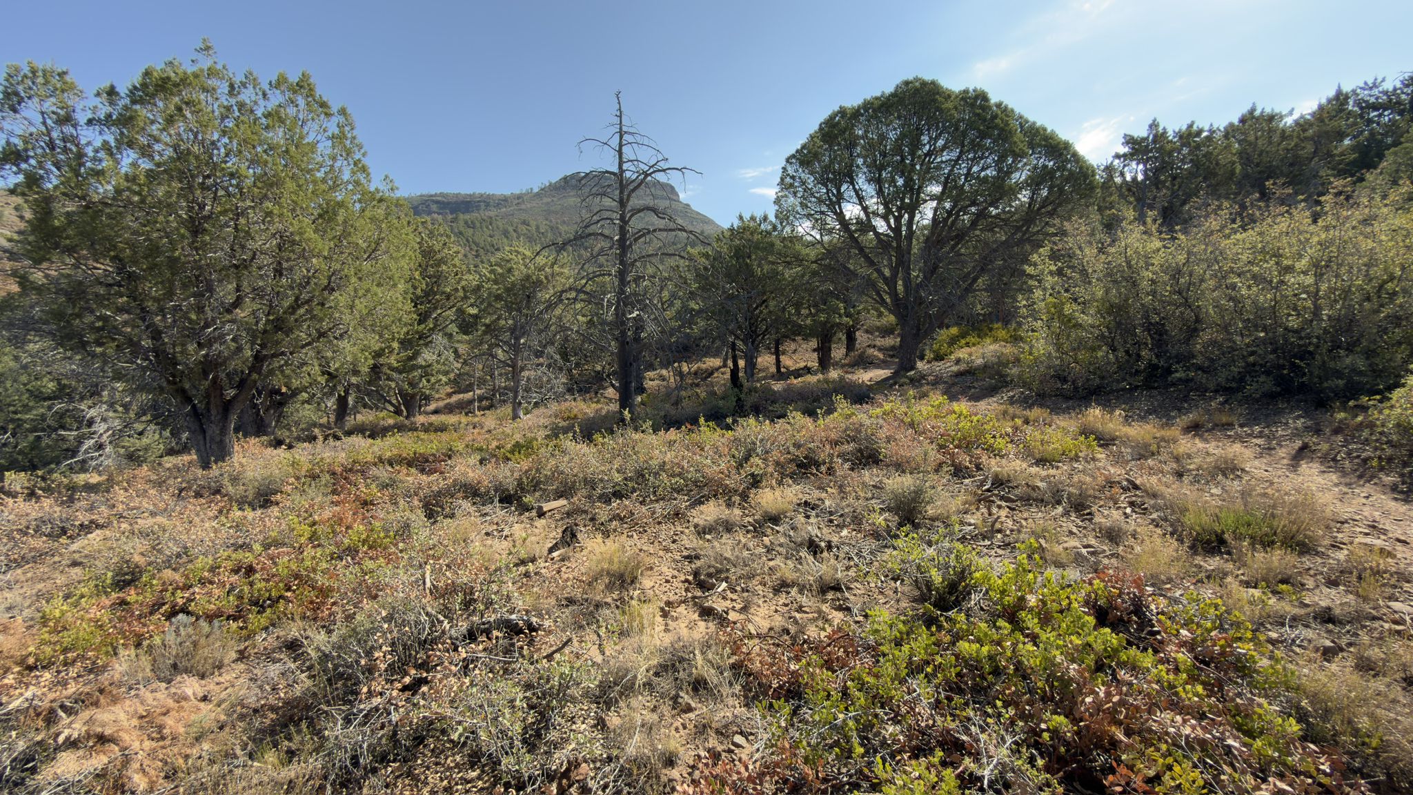 Sunny, dry, shrub-covered hillside with scattered trees and distant mountain. - Highline, Pine View, and Pine Canyon Loop