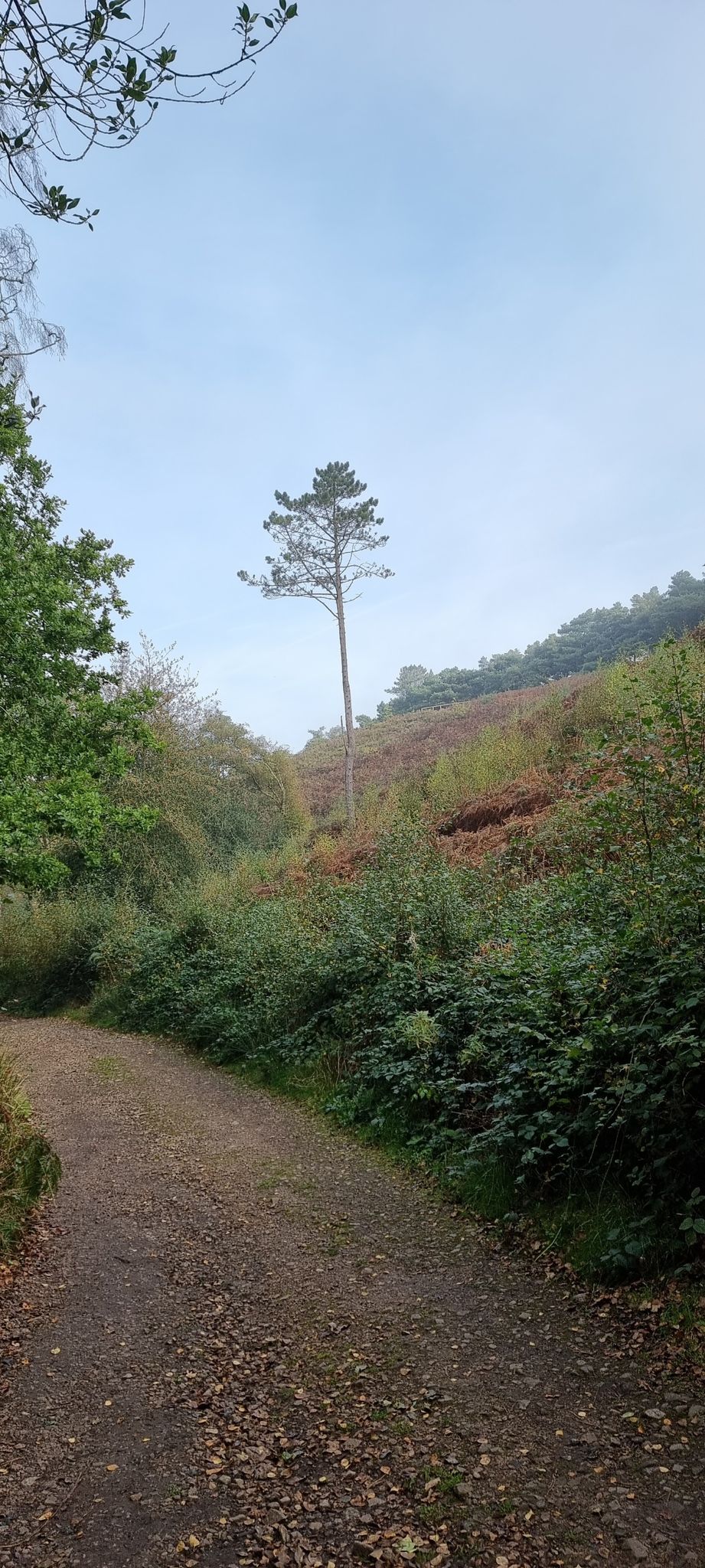 Lickey Hills loop | mountain bike ride | Komoot