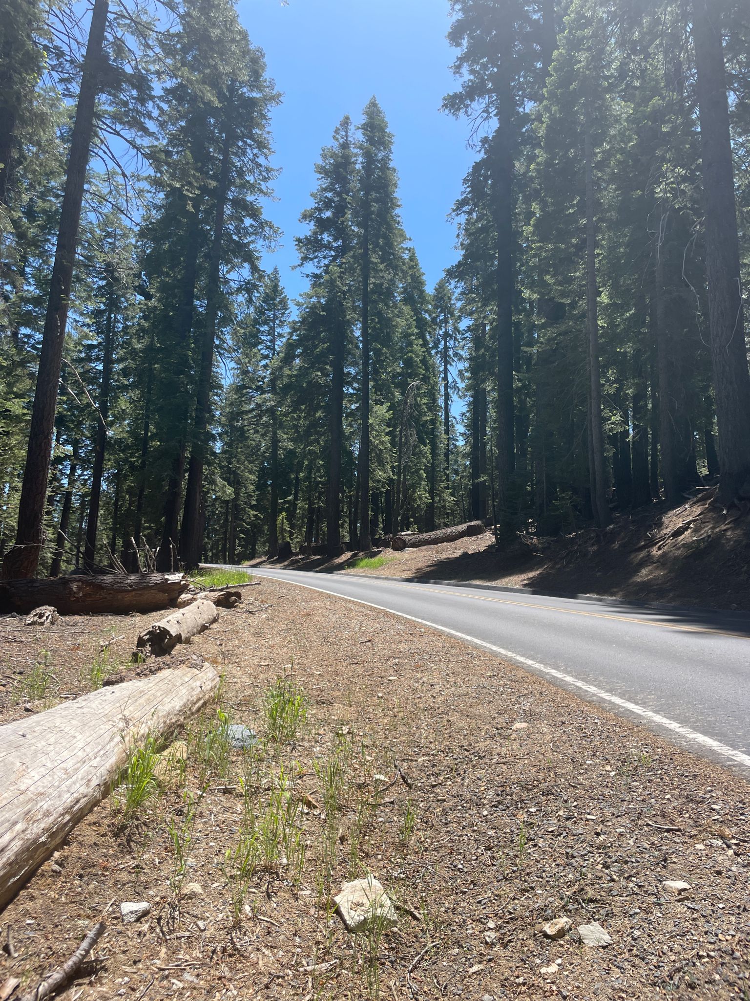 A paved road winds through a dense, sunlit forest of tall evergreen trees. - Washburn Point loop from Bishop Creek Trailhead