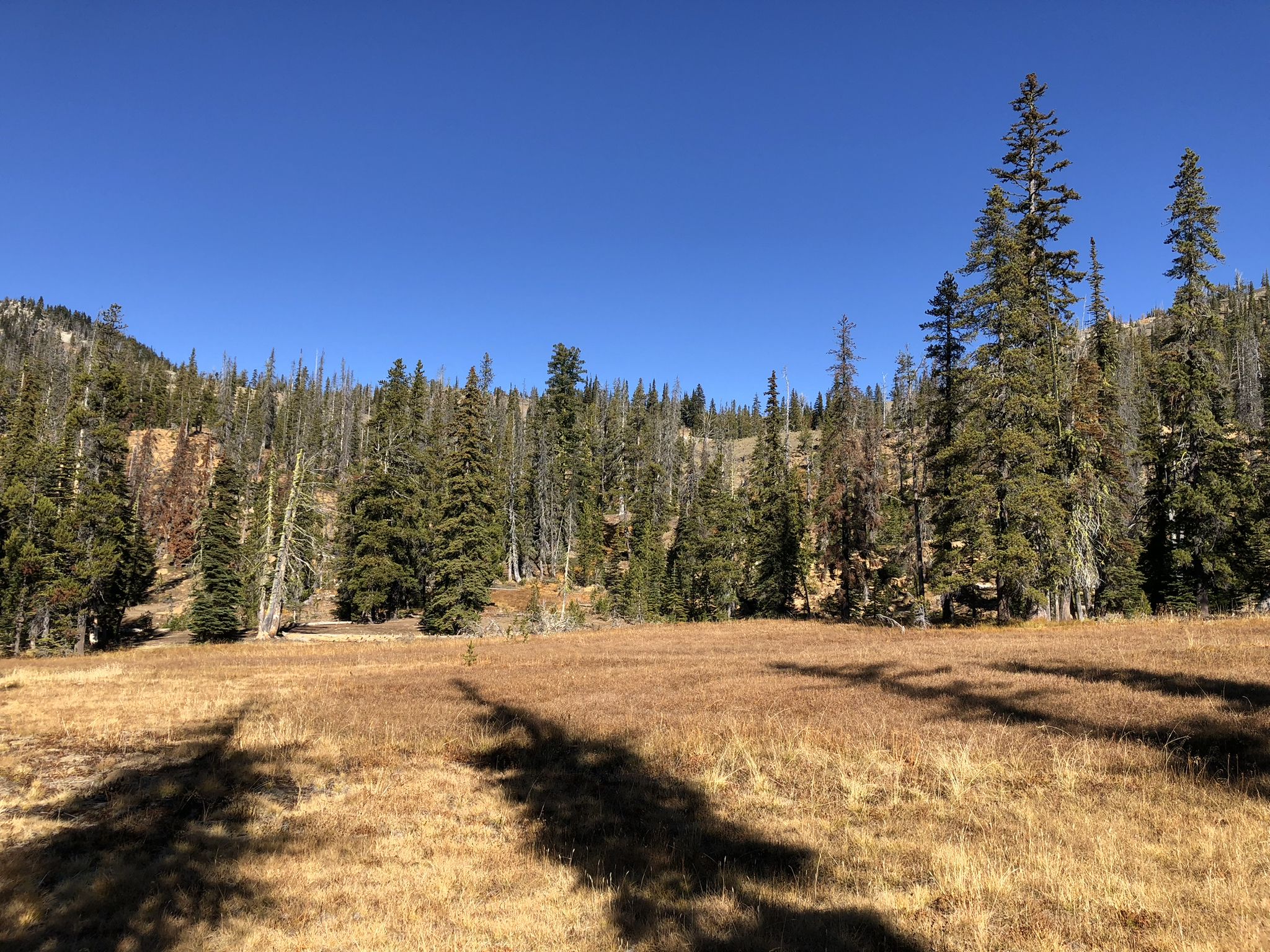 A sunlit meadow with long shadows surrounded by a dense pine forest. - Navaho Peak via Stafford Creek Trail