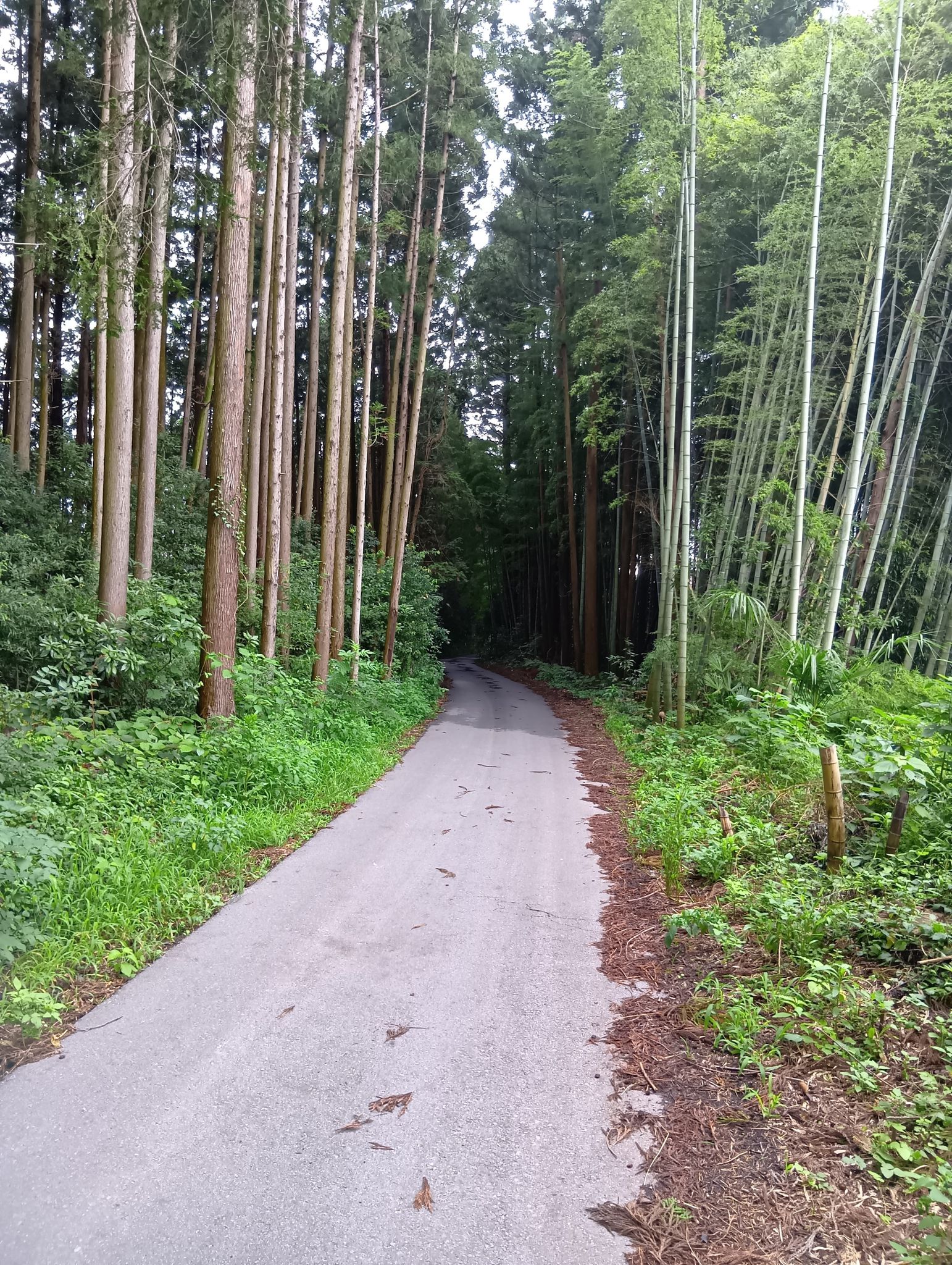 こういう雑木林の中を走るの好き