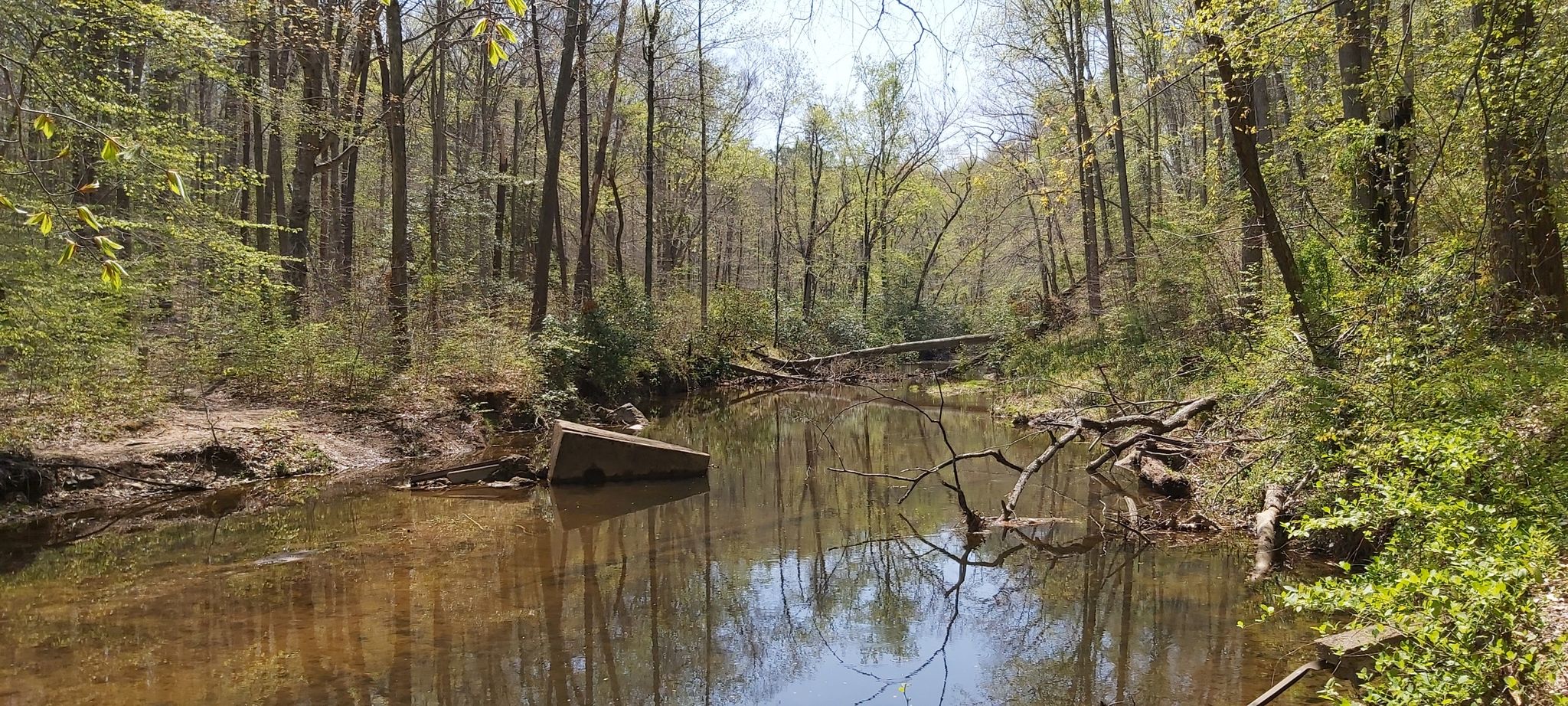 A calm stream flows through a lush forest with fallen trees. Sunny. - Birch Bluff Trail – Quantico Creek loop from Montclair