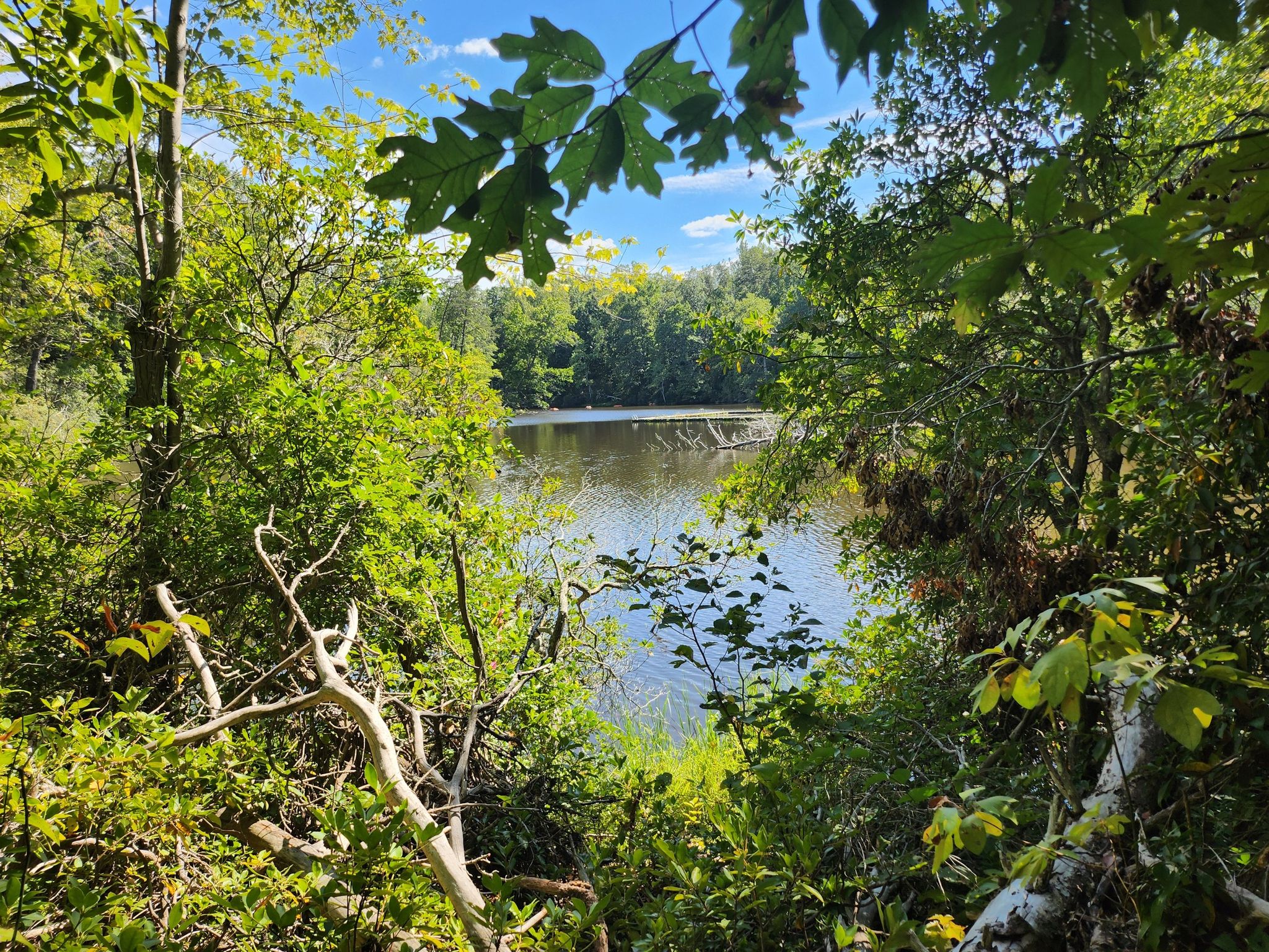 A serene lake framed by lush green trees and foliage in bright daylight. - High Meadows, South Valley, and Quantico Cascades Trail Loop
