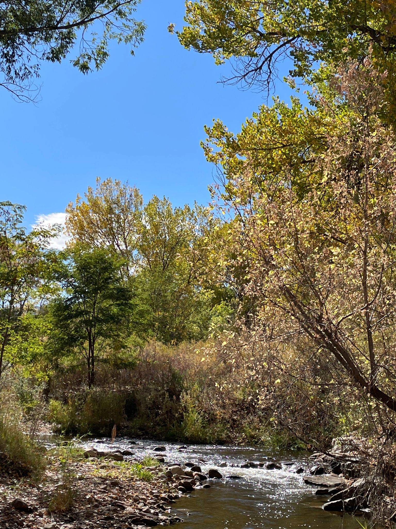 Rocky stream flowing through a vibrant forest with green and yellow leaves. - Bear Creek Lake loop from Red Rocks Baptist Church