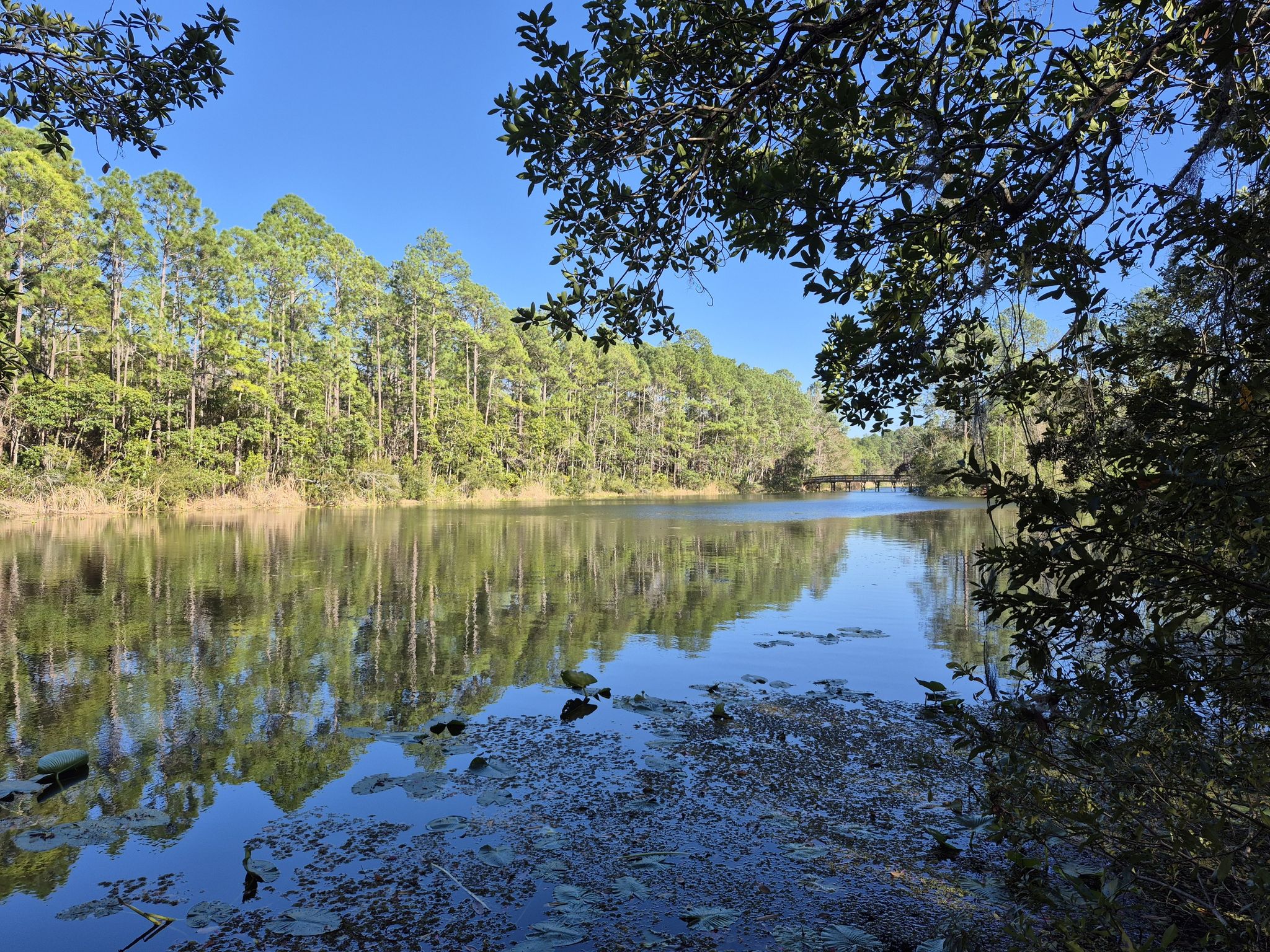 A calm lake reflecting a dense forest under a bright blue sky. - Red Maple Boardwalk and Blueberry Trail