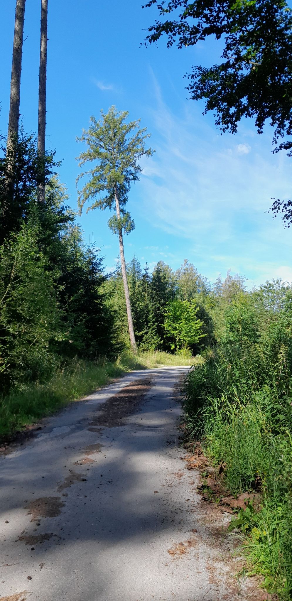 Weg durch den Wald, Nähe Steinbruch