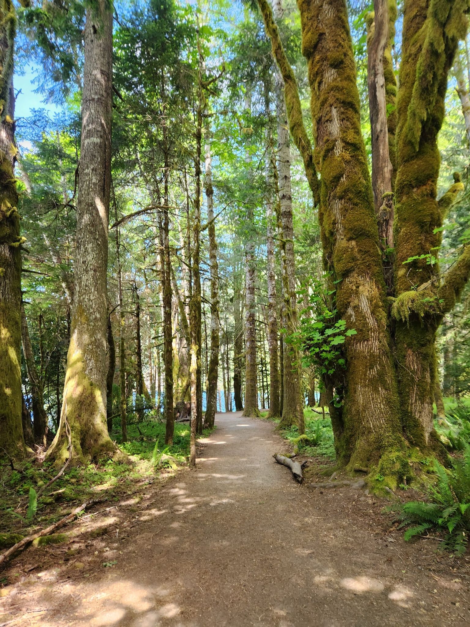 Forest path winding through tall trees with dappled sunlight. - Marymere Falls Nature Trail