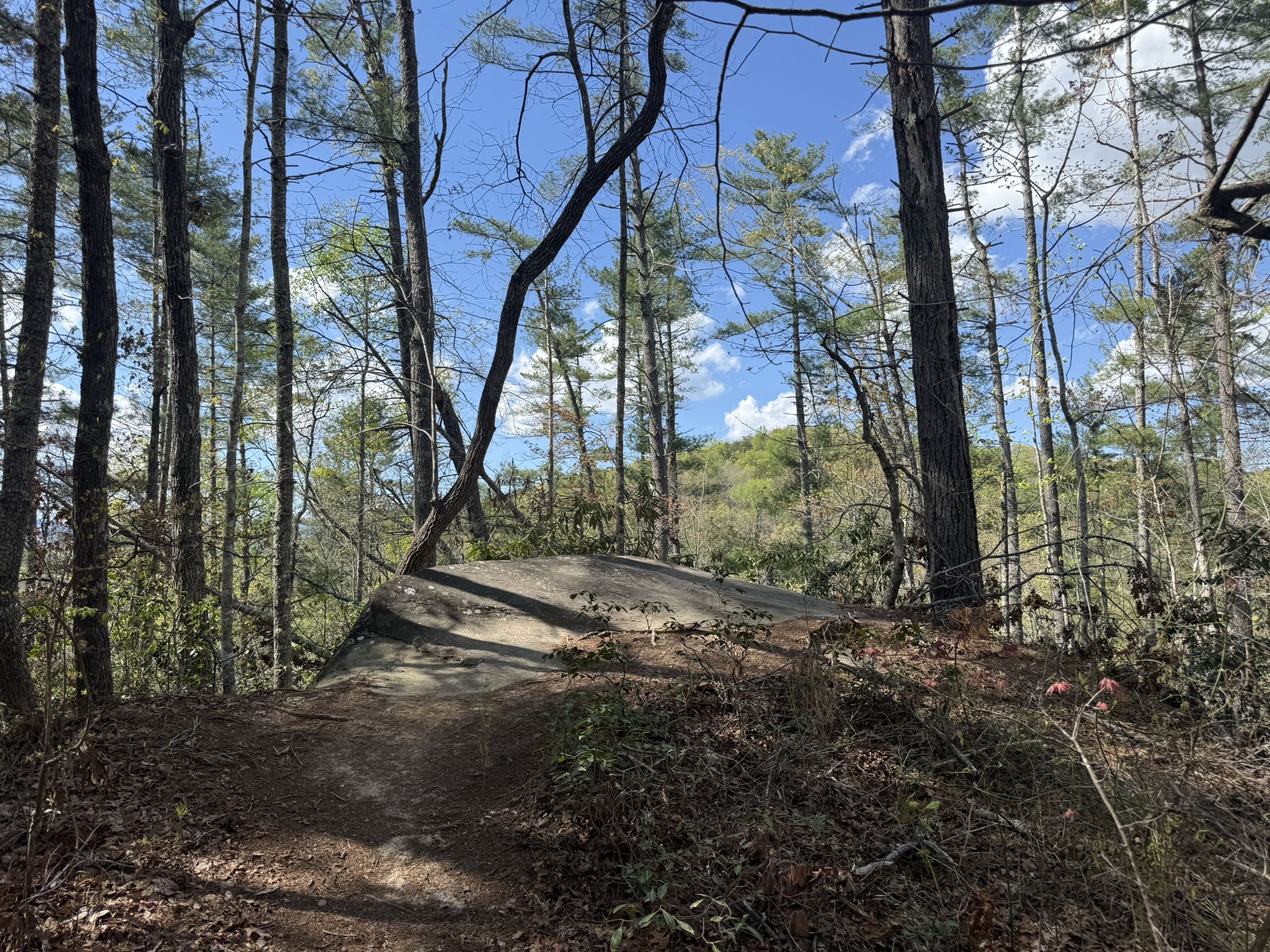 A large flat rock sits beside a forest path among tall trees. - Natural Bridge Trail