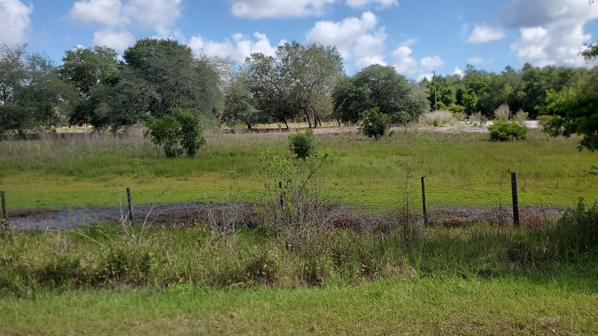 Expansive green field with scattered trees under a partly cloudy sky. - Green Springs Park – Lake Monroe Park Boardwalk loop from D Ranch Preserve