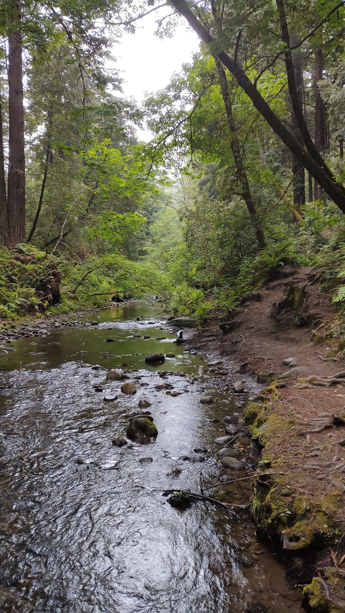 A rocky stream flows beside a dirt path through a dense, green forest. - Aptos Rancho and Terrace Trail Loop