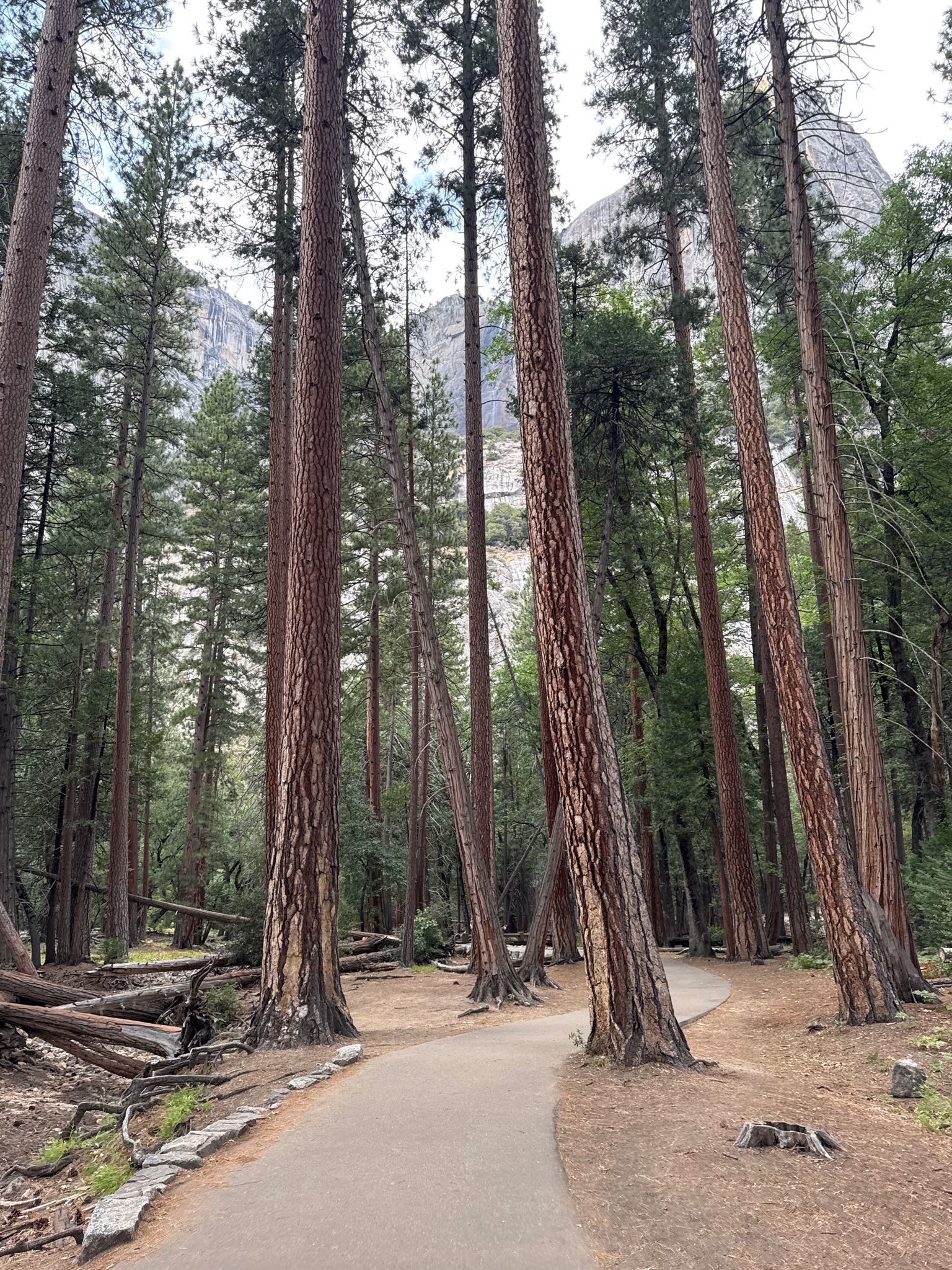 Winding paved path surrounded by very tall pine trees in a forest. - Lower Yosemite Fall Trail