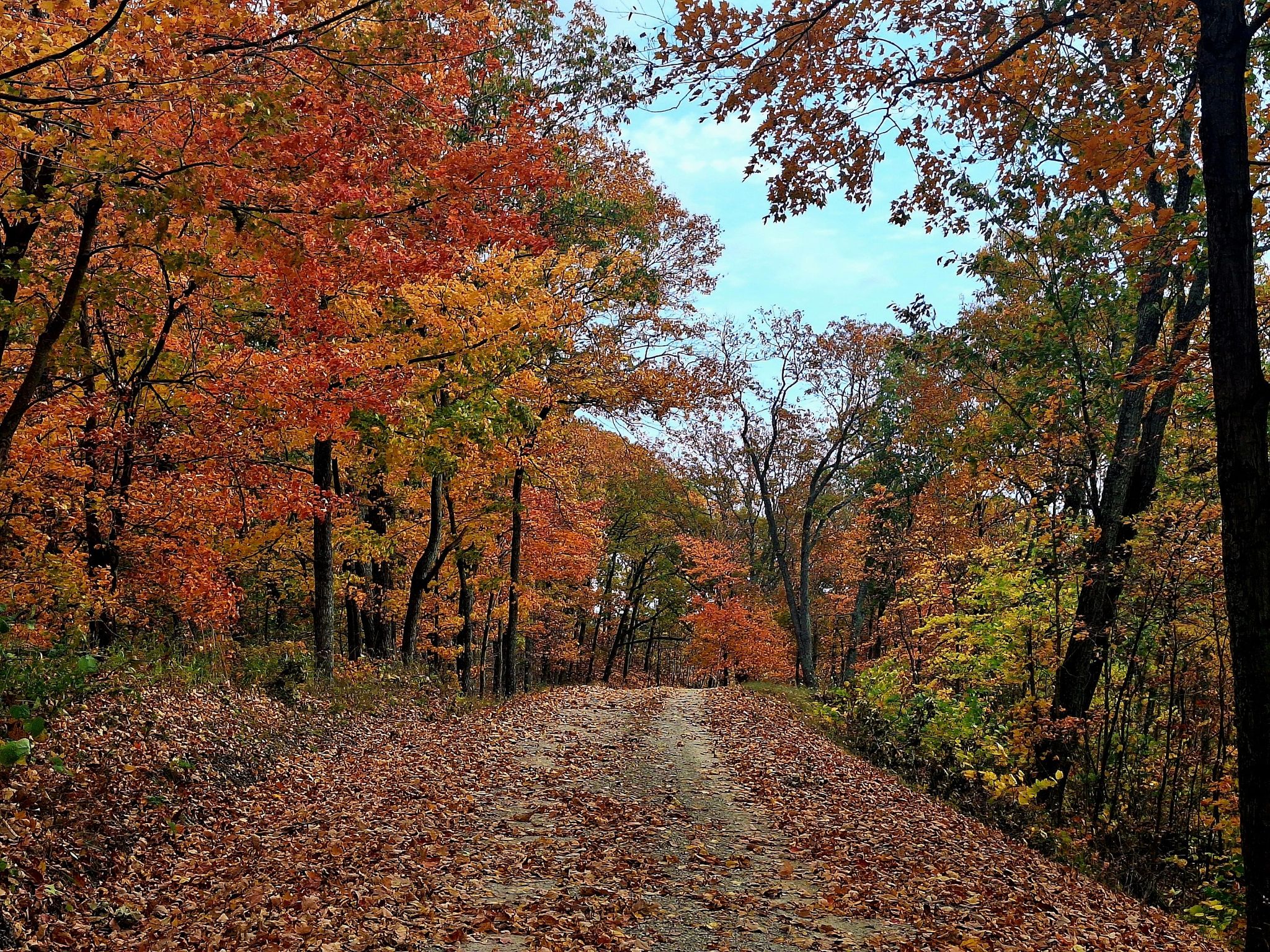 A dirt path covered in colorful autumn leaves through a vibrant forest. - Gravel loop from Scioto Trail State Forest