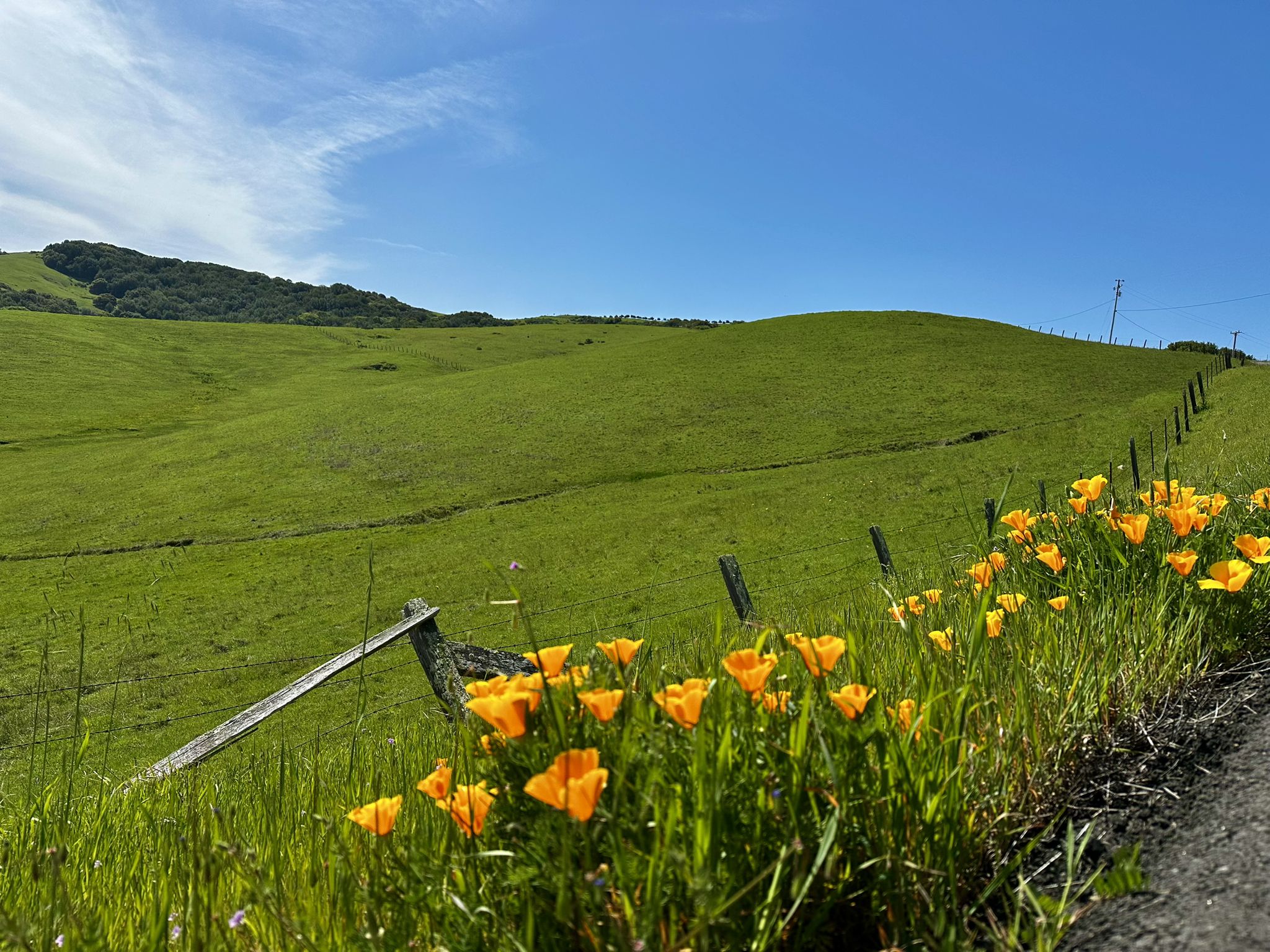 Bright orange wildflowers in foreground, green rolling hills under blue sky. - Steamer Landing Park – Riverfront trail 🌊 loop from Petaluma Downtown