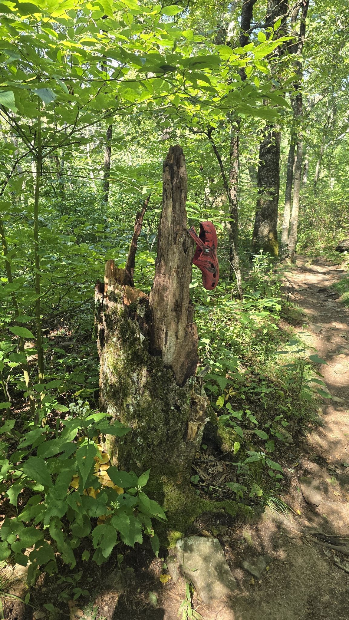A weathered tree stump with a red object in a sunny, green forest. - Duncan Ridge Trail to Blood Mountain