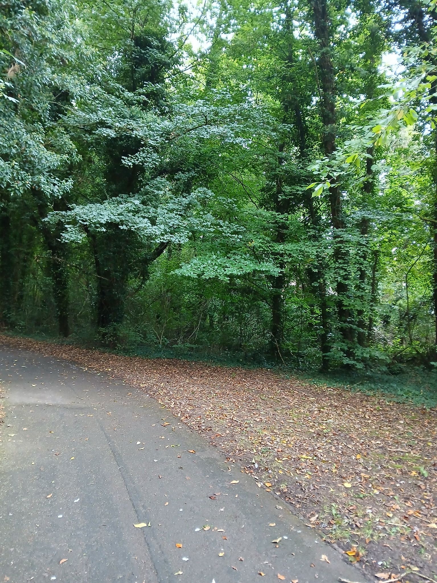 path through woods