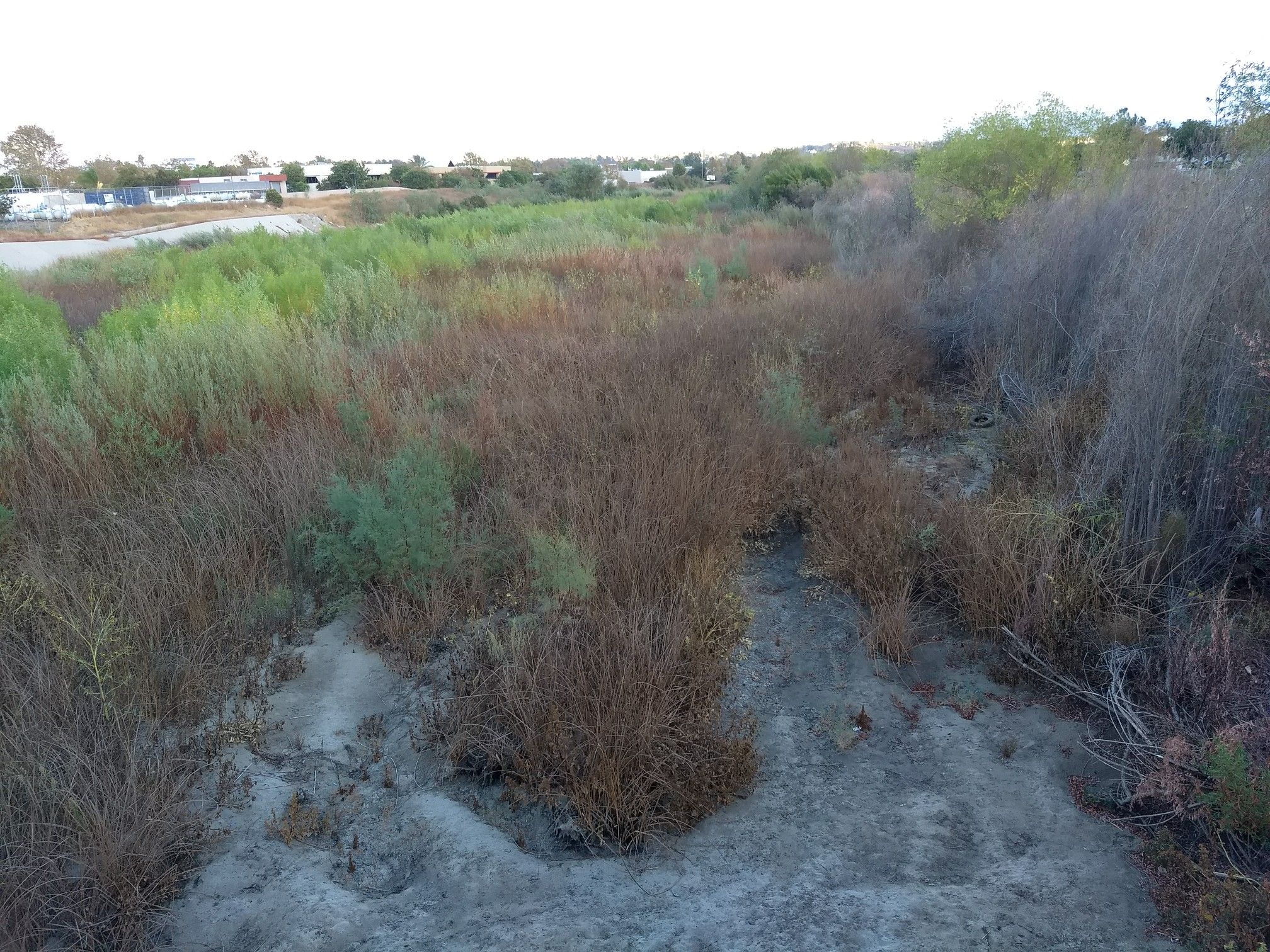 Dense green and brown vegetation in a natural area with distant buildings. - City of Temecula Civic Center – Old Town Temecula loop from FountainGlen