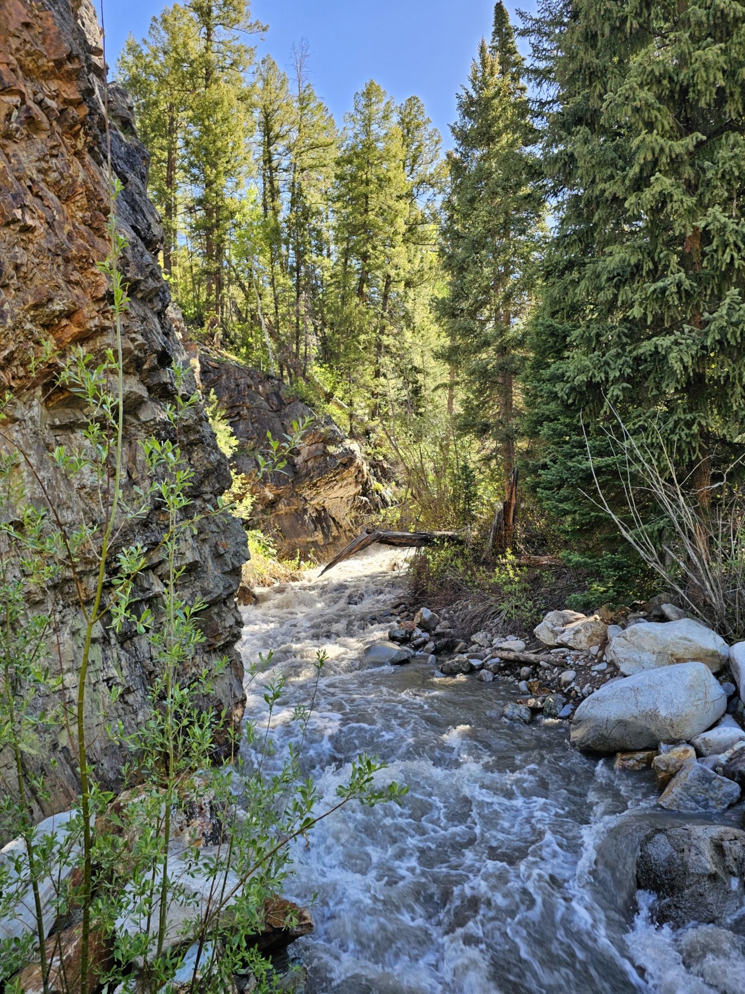 A fast-flowing river carves through a rocky canyon, bordered by tall pine trees. - Beaver Lake & Lizard Lake via Crystal City Road trail run