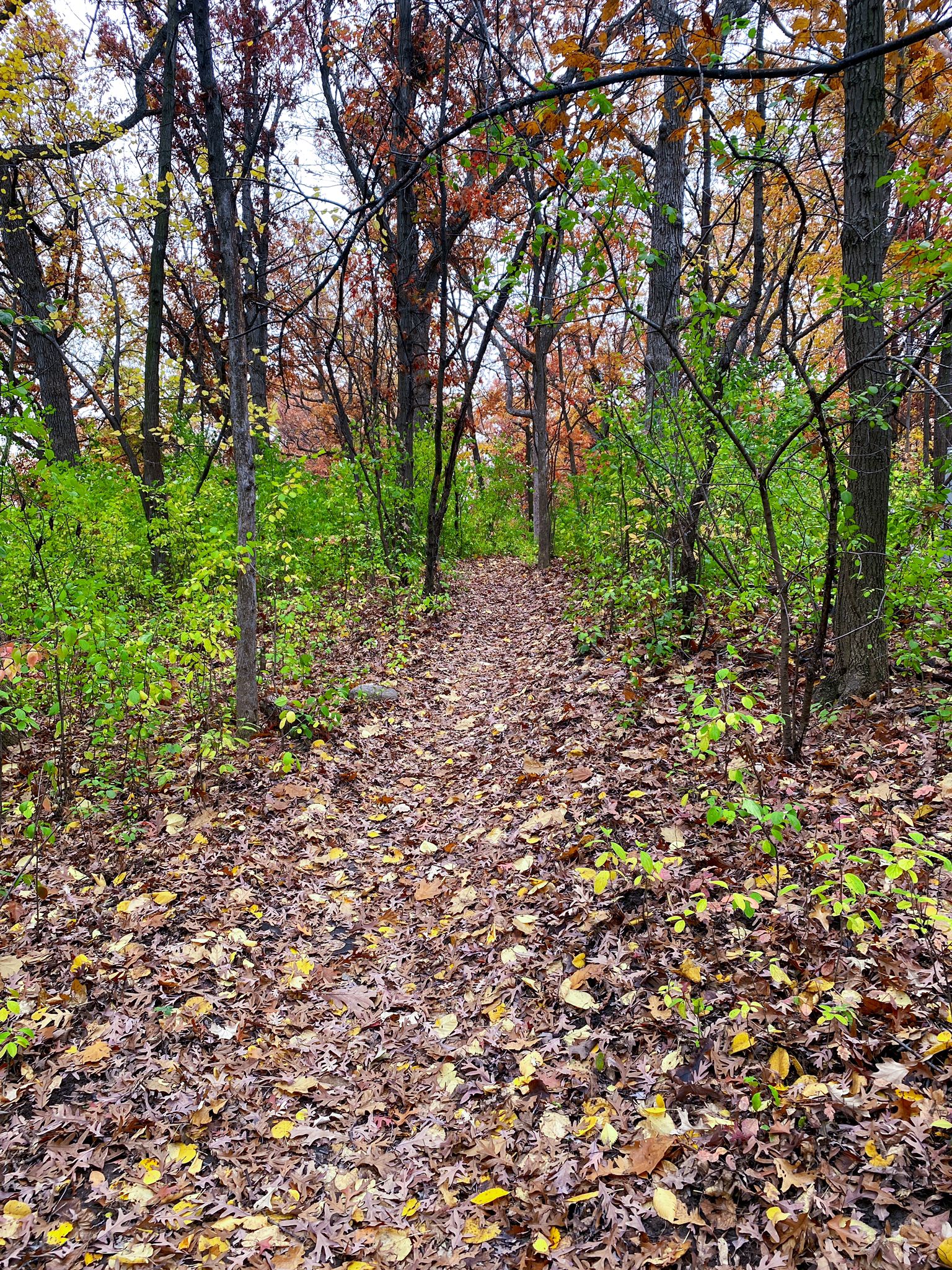 Leaf-covered path through a forest with green and brown foliage. - North Loop