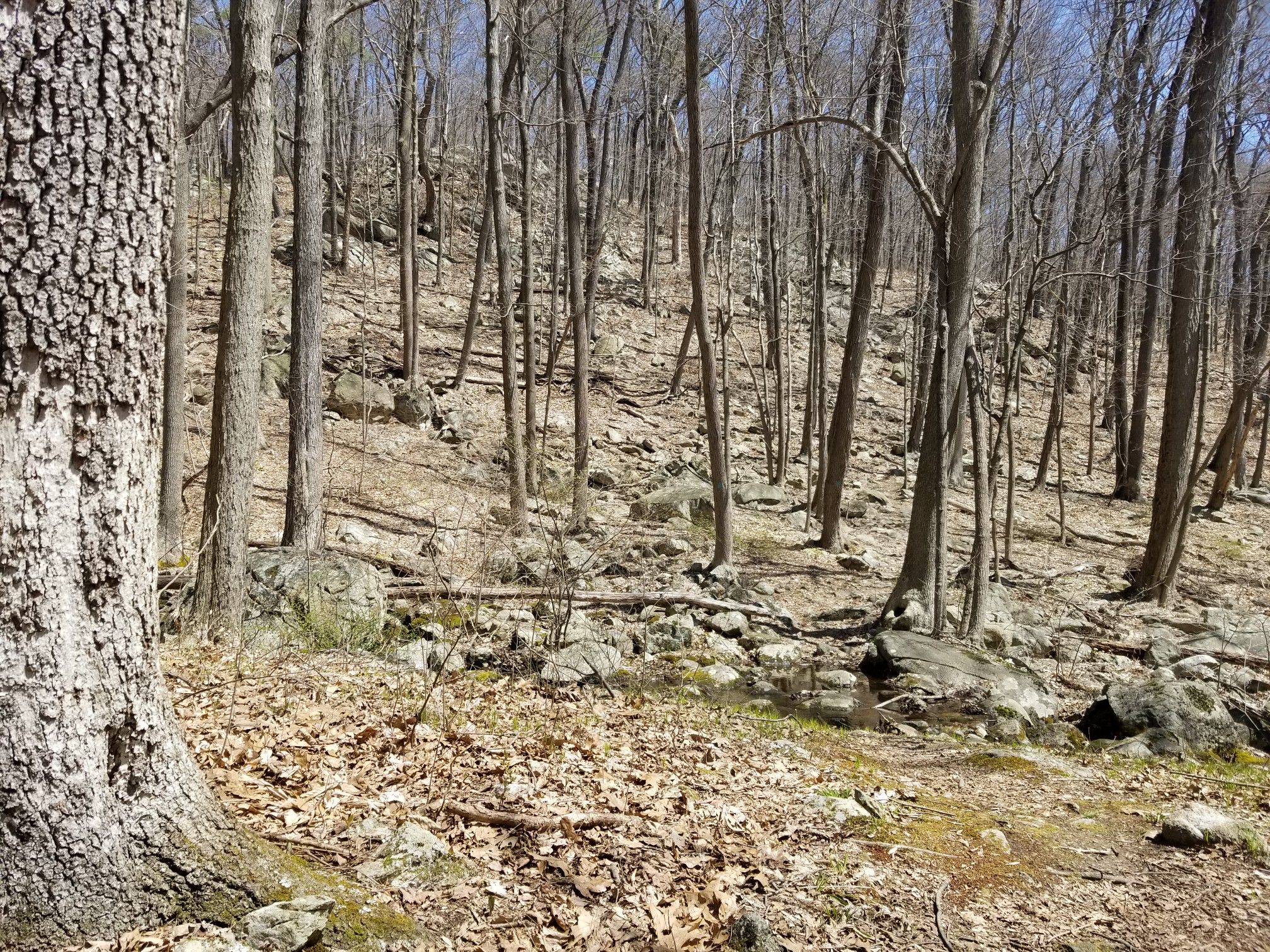 Bare trees in a rocky forest with fallen leaves on a sunny day. - Highlands Trail – Tilcon Lake loop from Waterloo