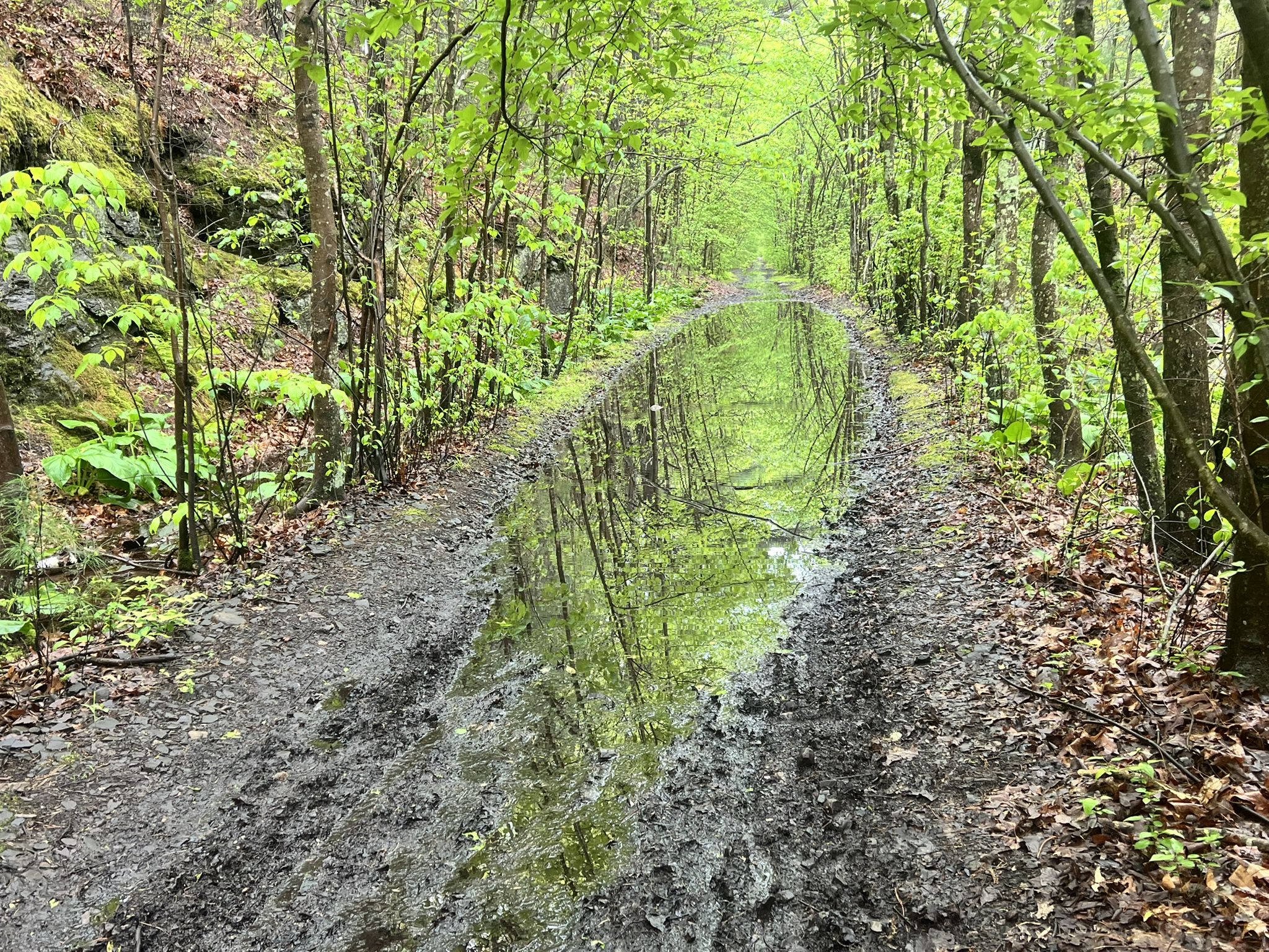 Muddy forest path with a large puddle reflecting green trees. - Wadsworth Farm – Bench by the Trail Underpass loop from Forge Park/495