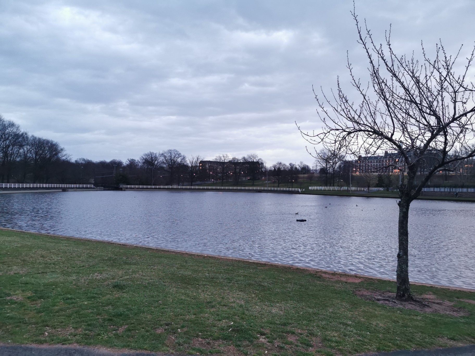 Wide lake with a bare tree in foreground under a cloudy sky. - Roosevelt Park Lake loop from Fords