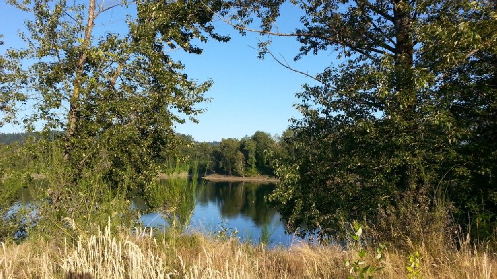 Calm lake framed by green trees and tall golden grass on a sunny day. - Clackamas River – Old 82nd Drive Bridge loop from Oregon City