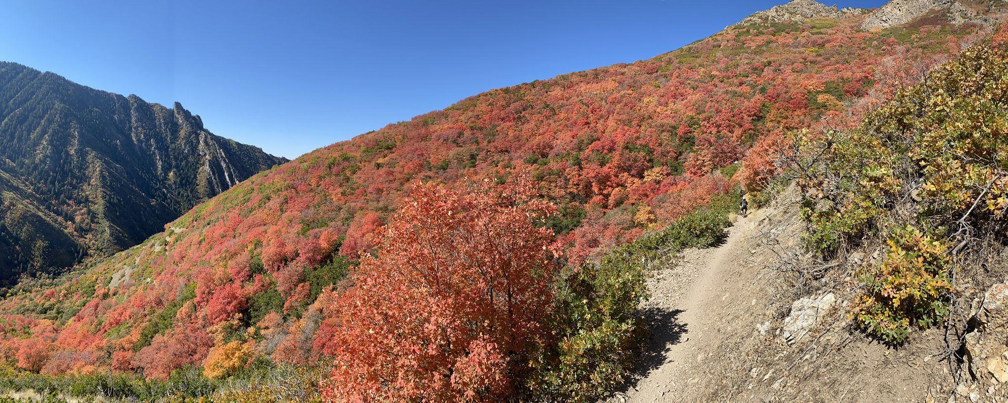 Vibrant autumn foliage covers a sunny mountain slope with a dirt trail. - Parley's Trail – Elbow Fork Trailhead loop from Millcreek