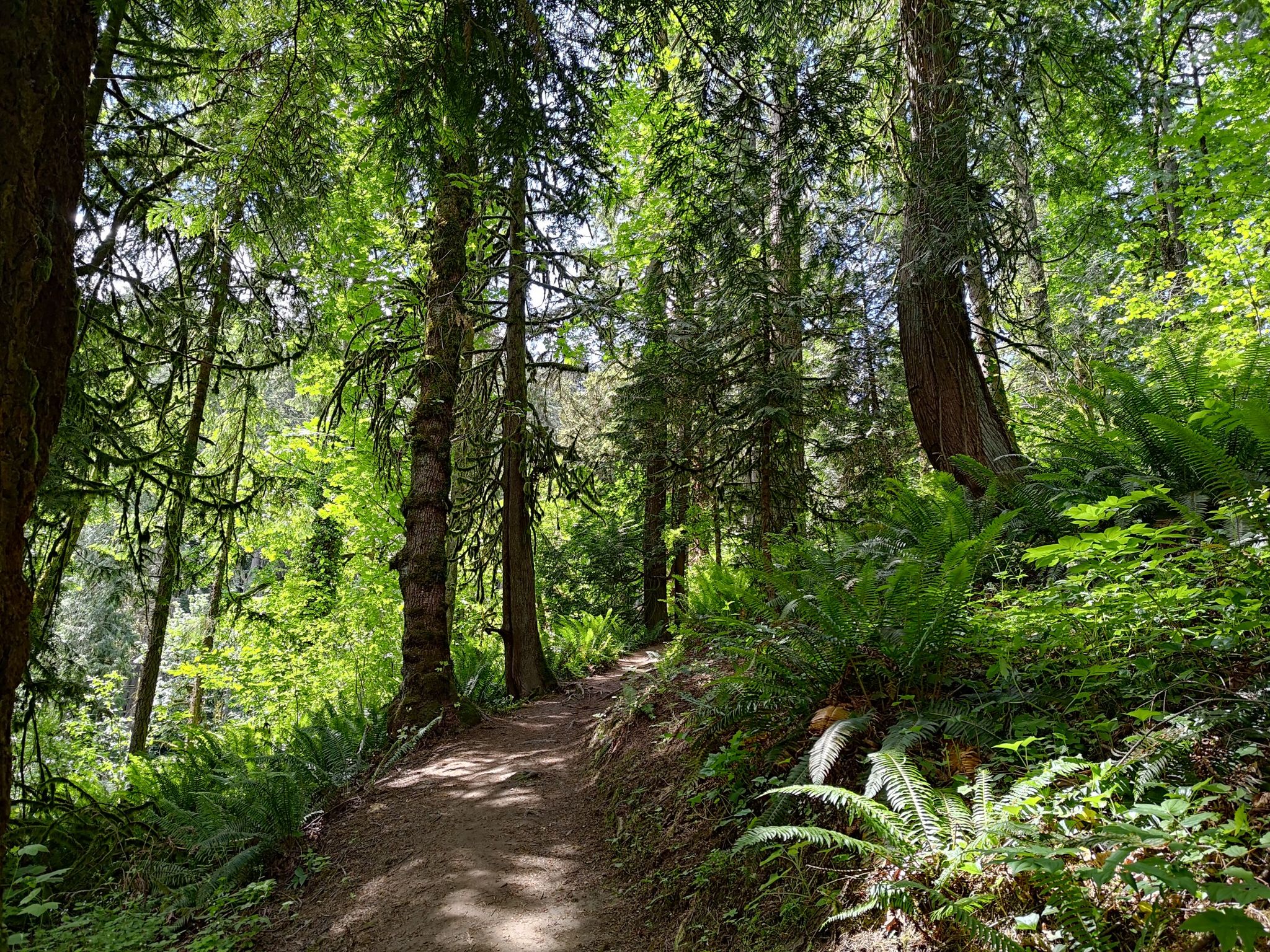Sunlit forest path winding through tall trees and lush green ferns. - Linnton and Keyser Trail Loop