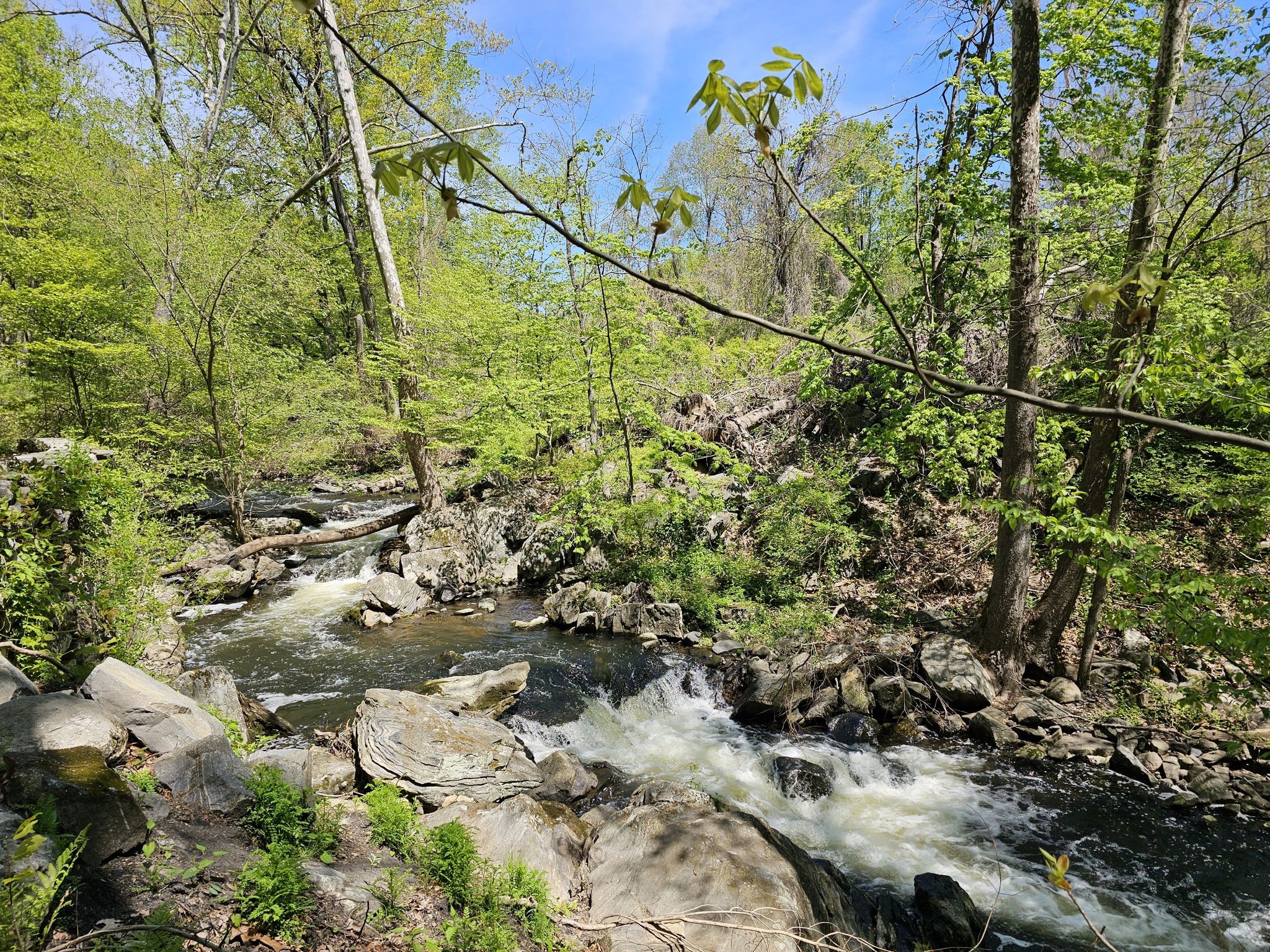 Clear stream with white rapids winding through a vibrant green forest. - Overlook and Ash Tree Loop