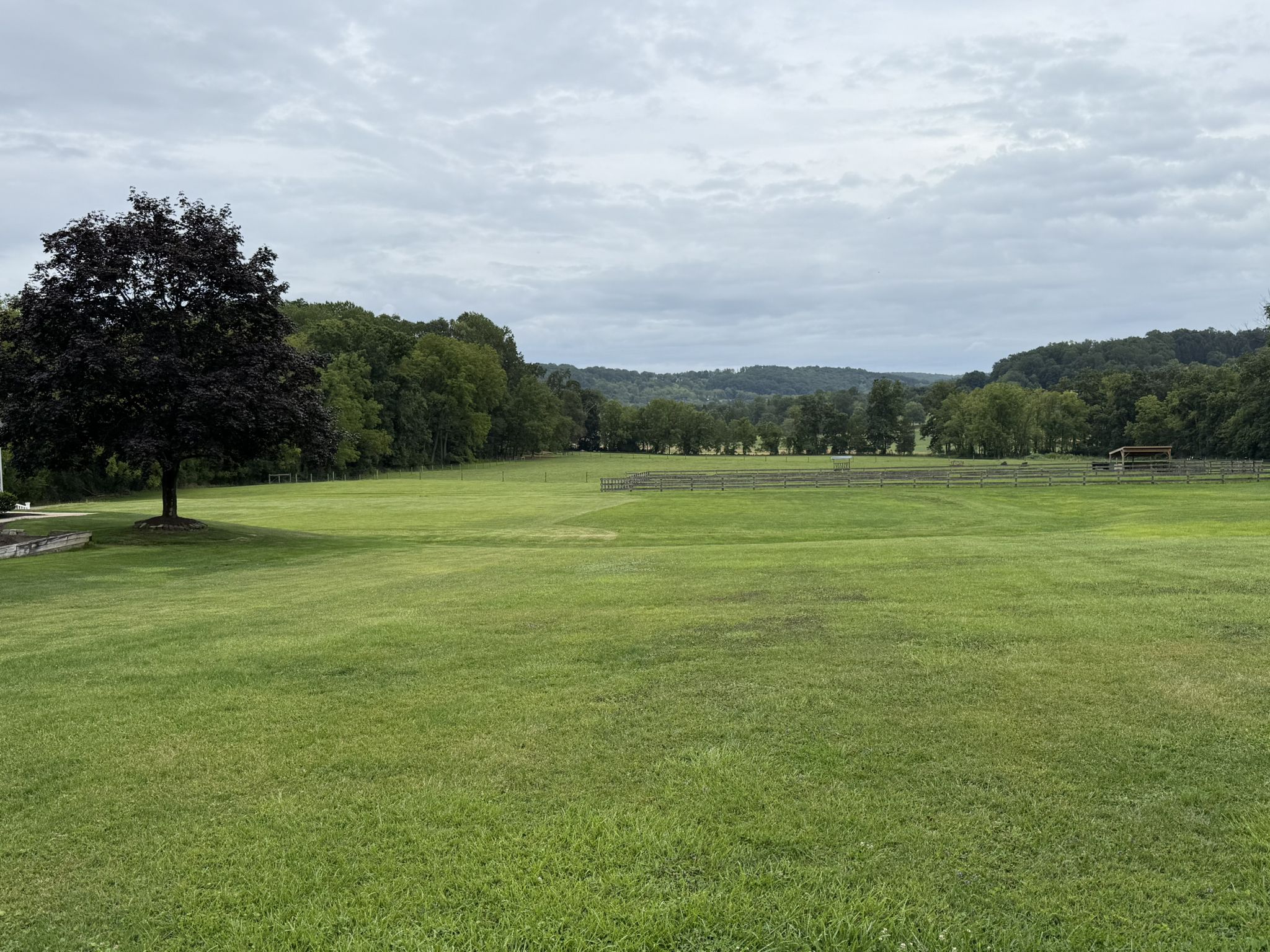 Expansive green field with a dark tree under an overcast sky. - Preserve loop