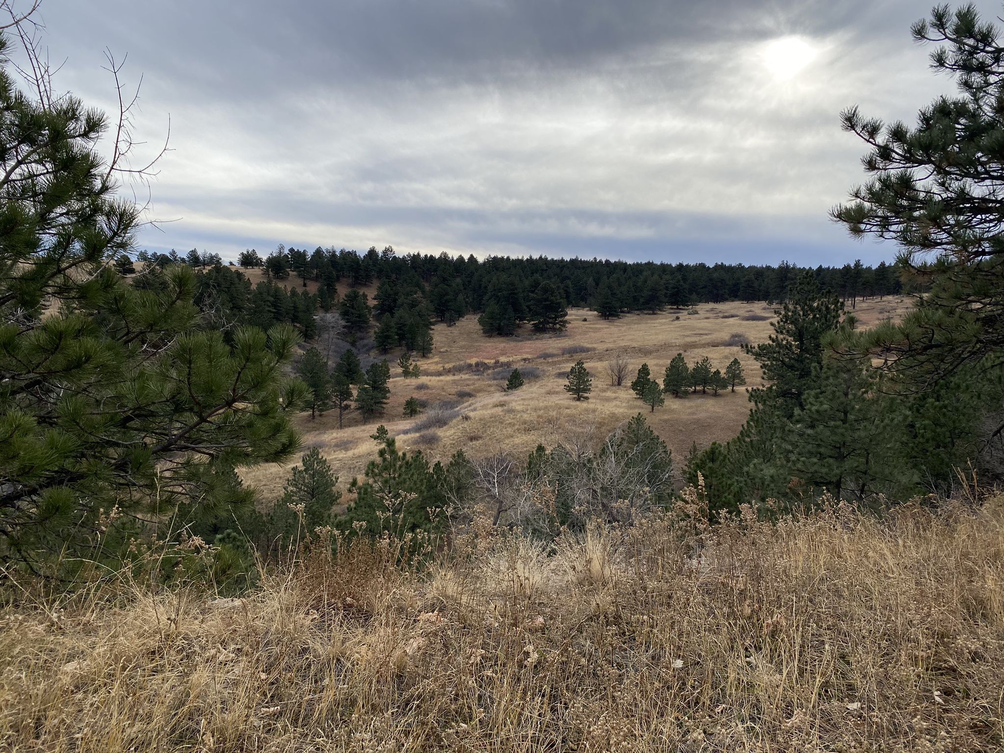 Hilly, dry grassland with scattered pine forests under a cloudy sky. - Fowler, Goshawk Ridge, and Spring Brook North Loop