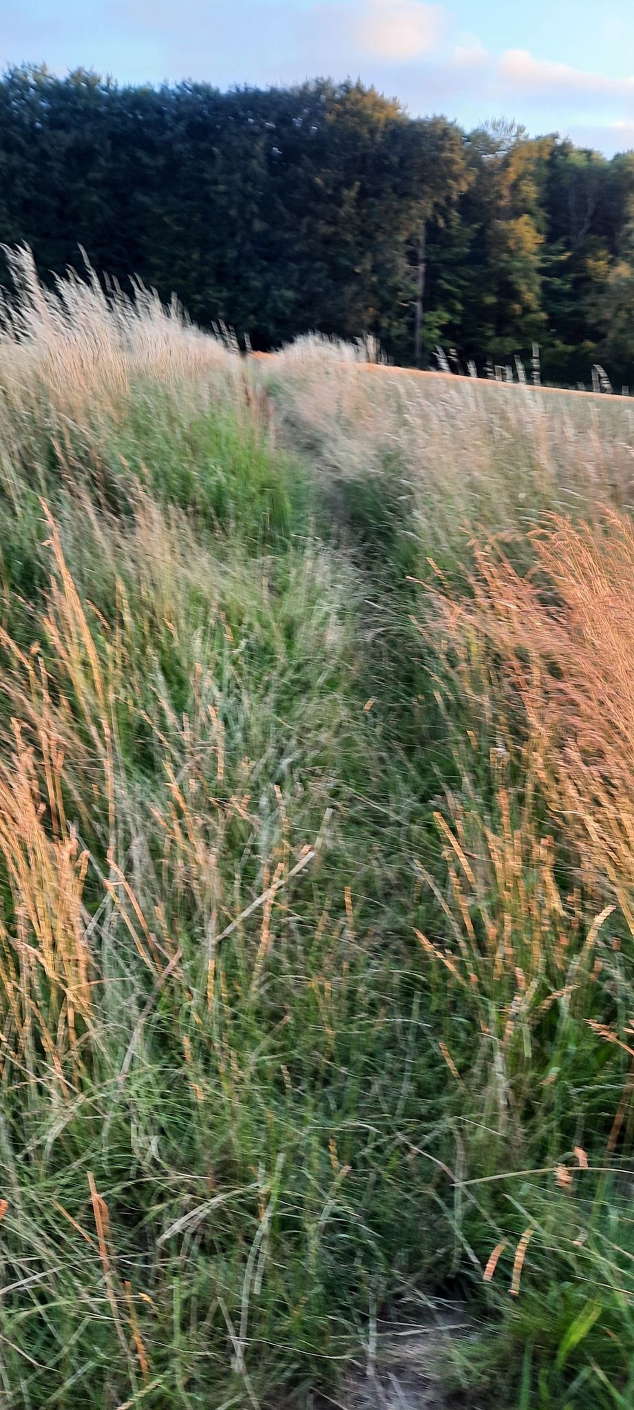 Über einen Feldweg in den Wald
