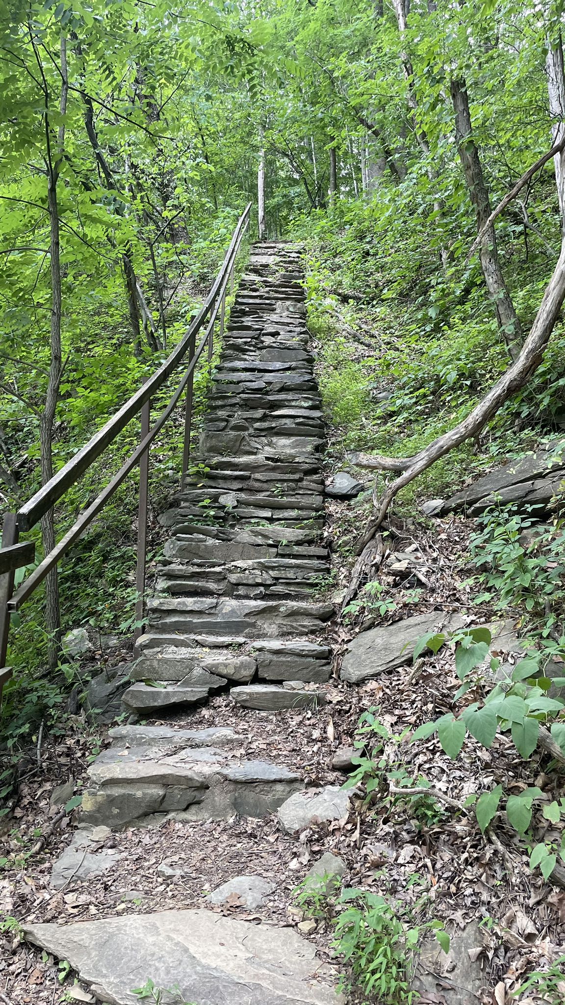 Long stone steps with a handrail ascend through a lush green forest. - Appalachian Trail: Davenport Gap to Max Patch