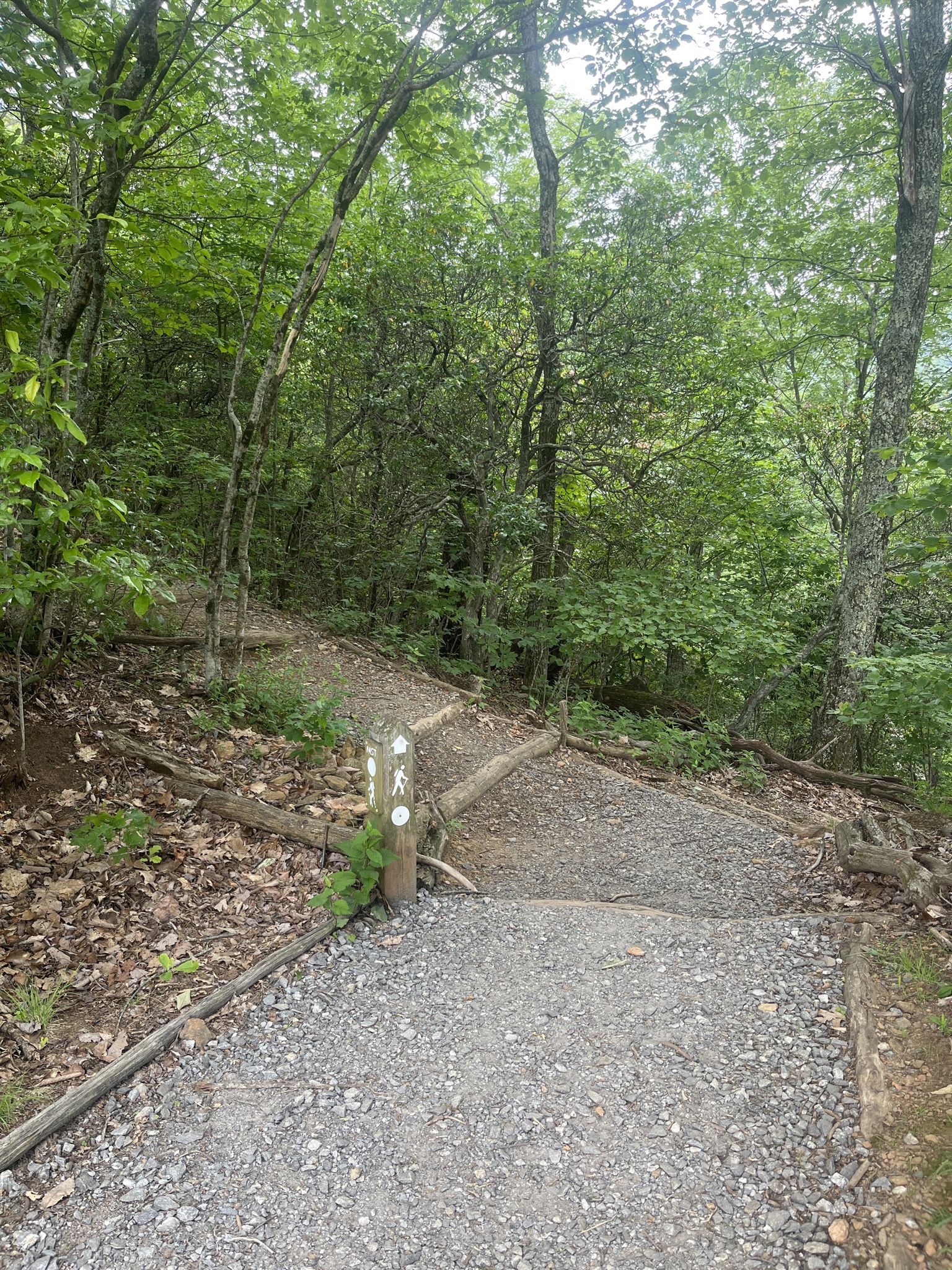 A gravel path forks on a forested hillside, marked by a wooden post. - Grassy Knob Summit – Chestnut Cove Overlook loop from Bent Creek
