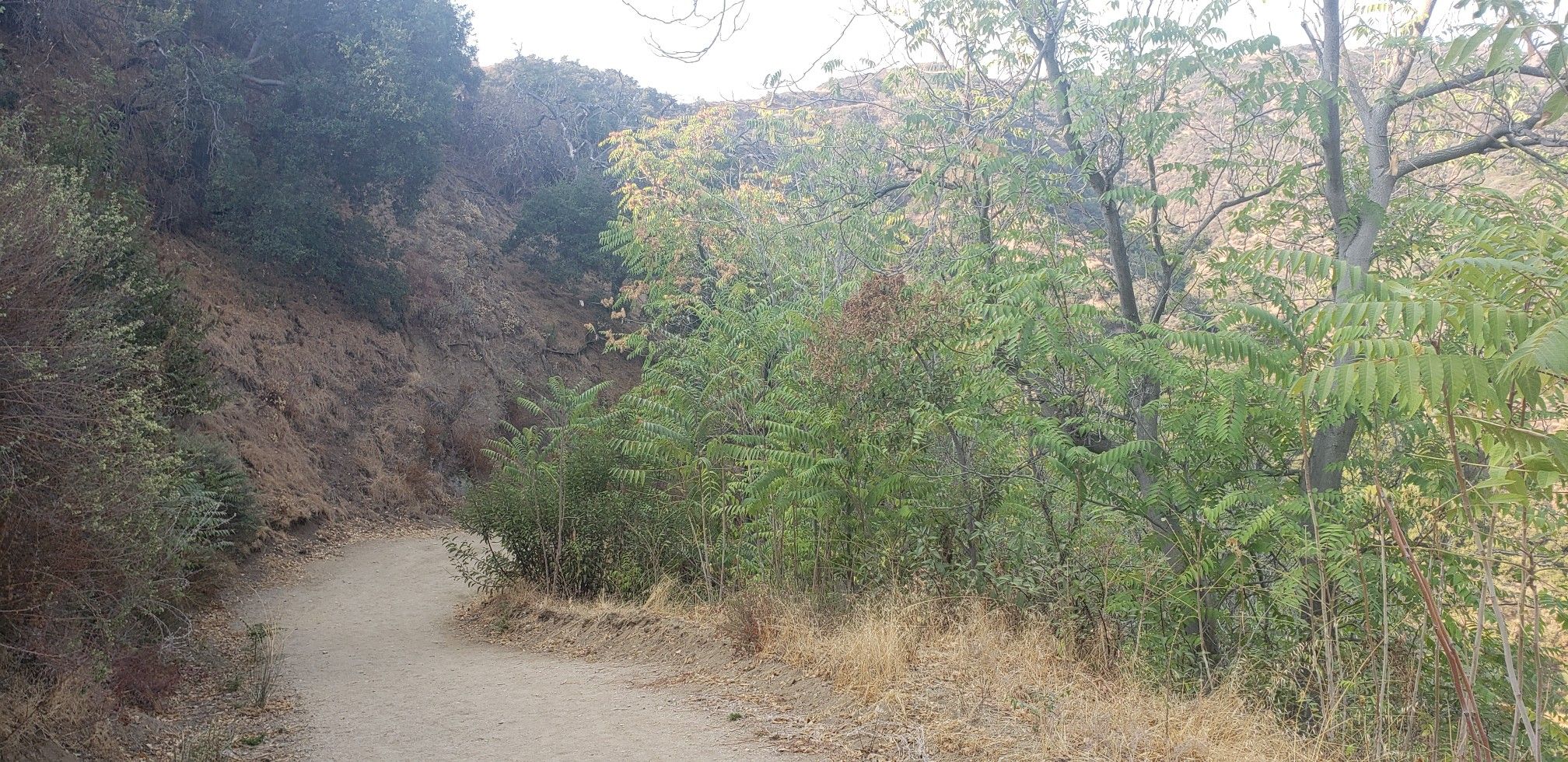 Dirt path winding through dense green and dry brush on a sunny hillside. - Mount Thom Viewpoint loop from Verdugo Mountains Open Space Preserve