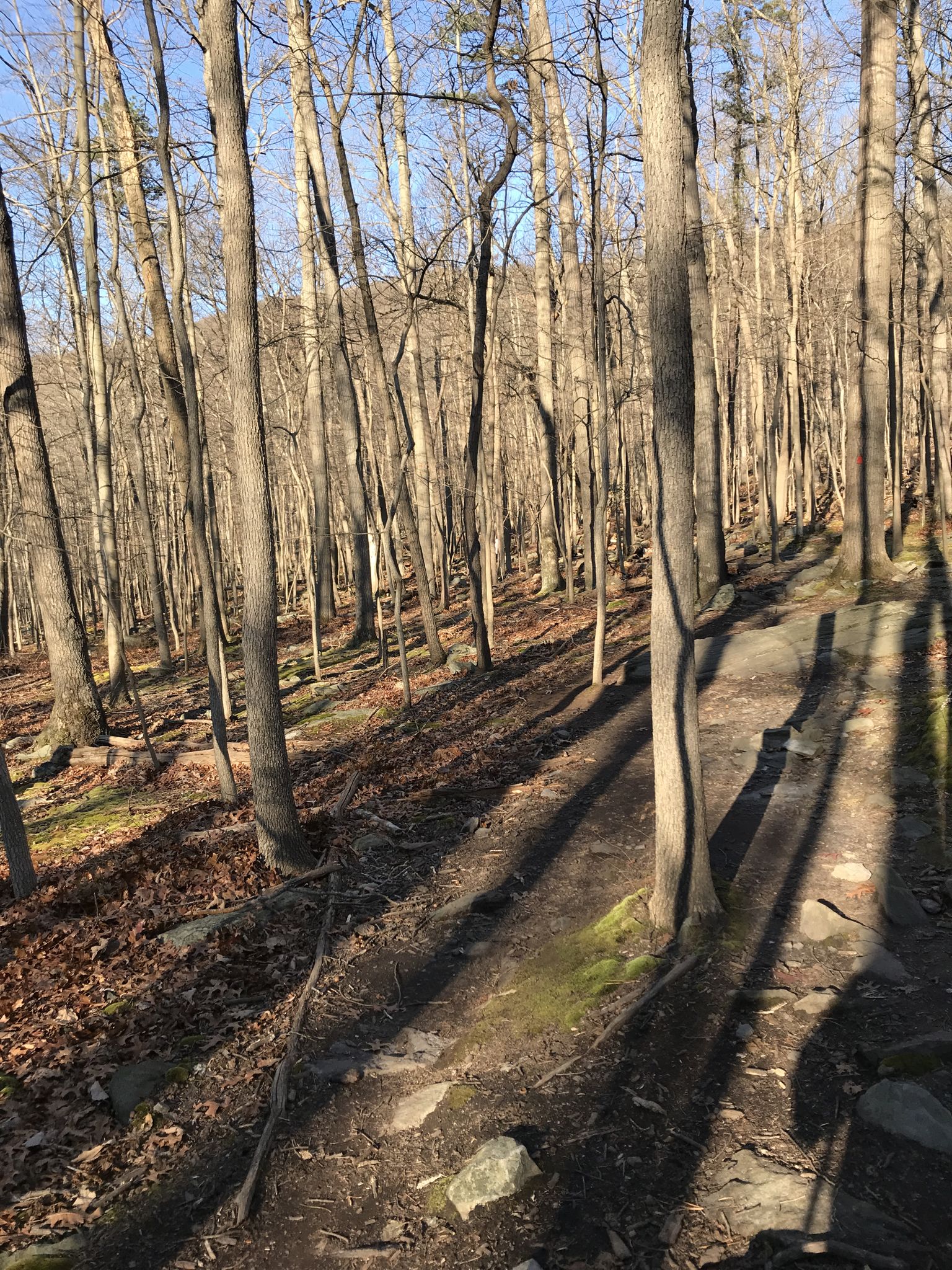 A narrow dirt path winds through a sunlit forest with bare trees and long shadows. - Orange Trail