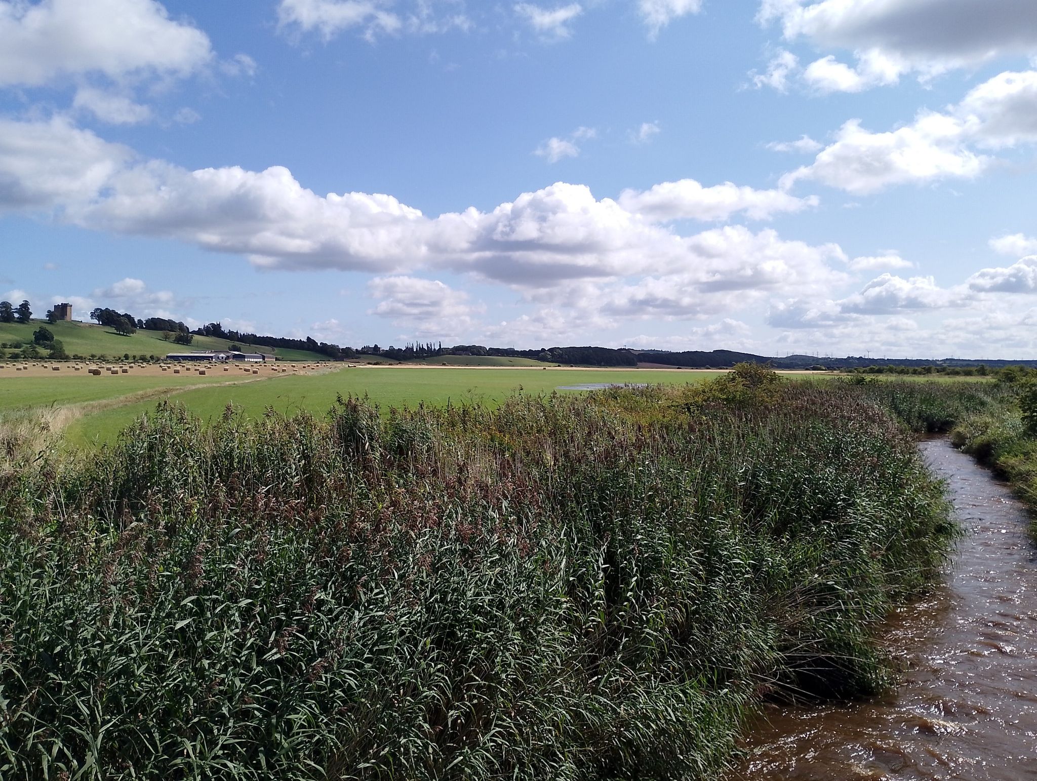 Black Devon at Wetland nature reserve Alloa.