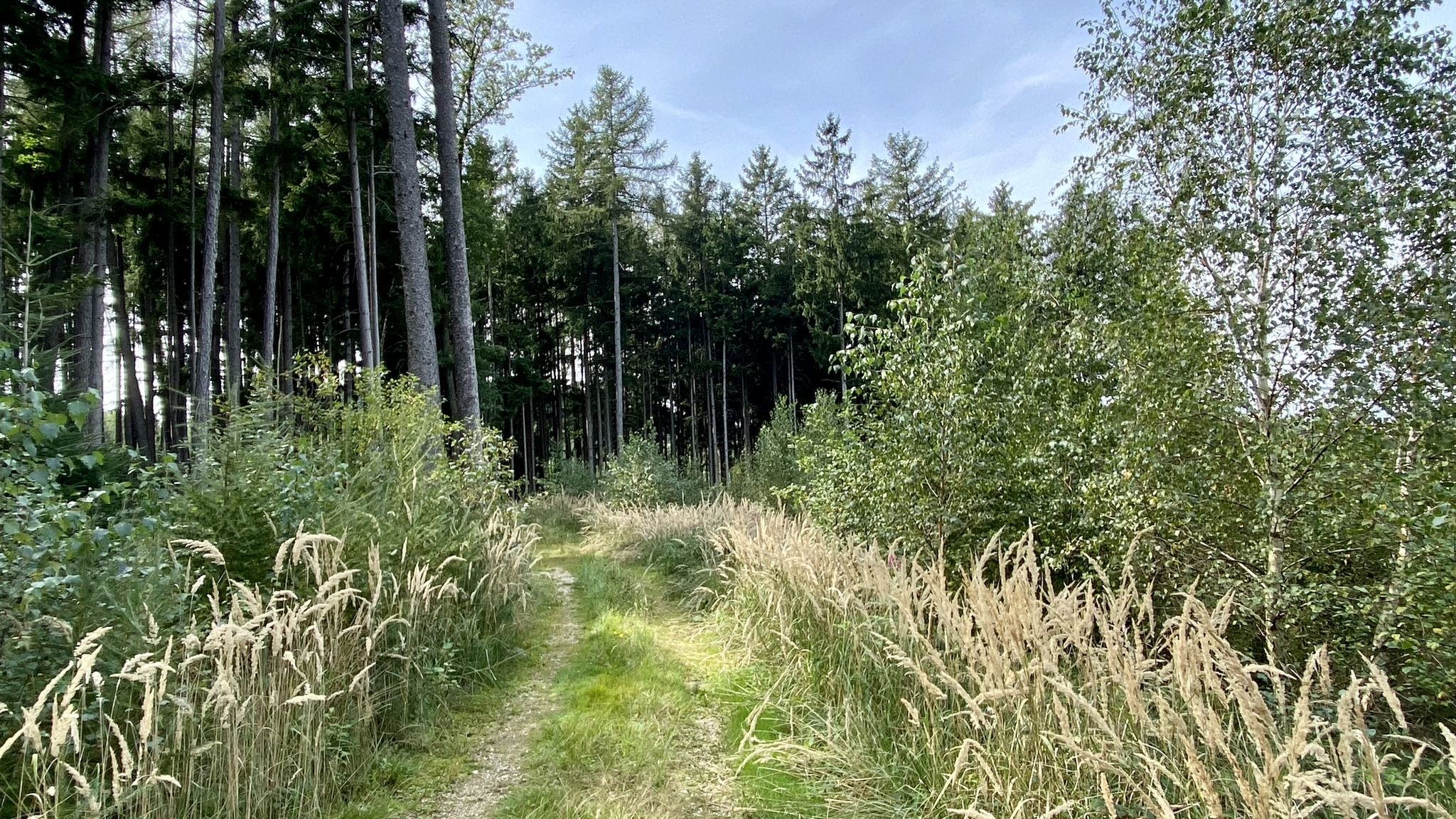 schönes Waldstück am Schwalbleck