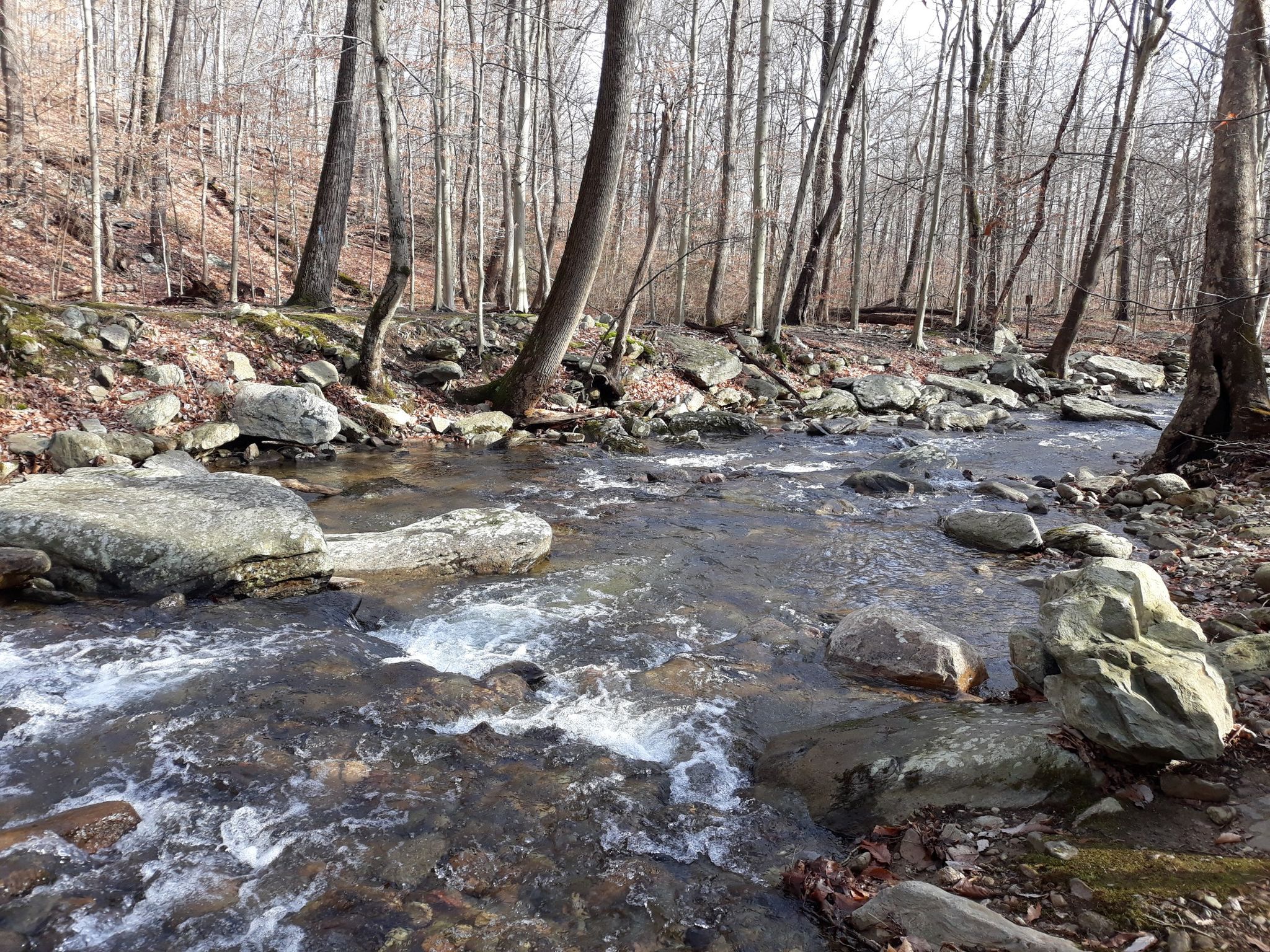 A clear stream flows over rocks through a bare winter forest. - Cunningham Falls Manor to White Rock via Catoctin Trail
