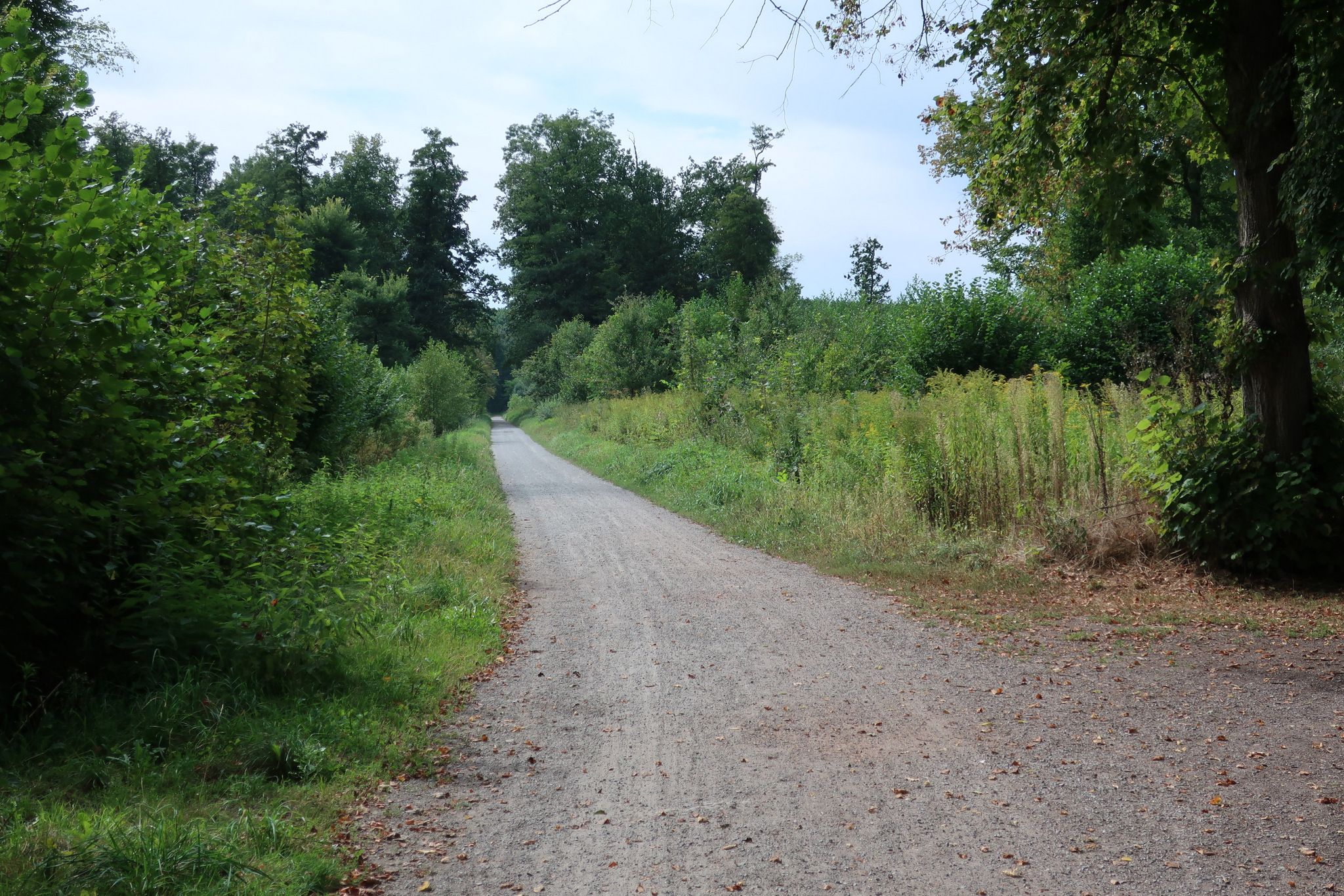 Mooswald zwischen Vörstetten und Benzhausen