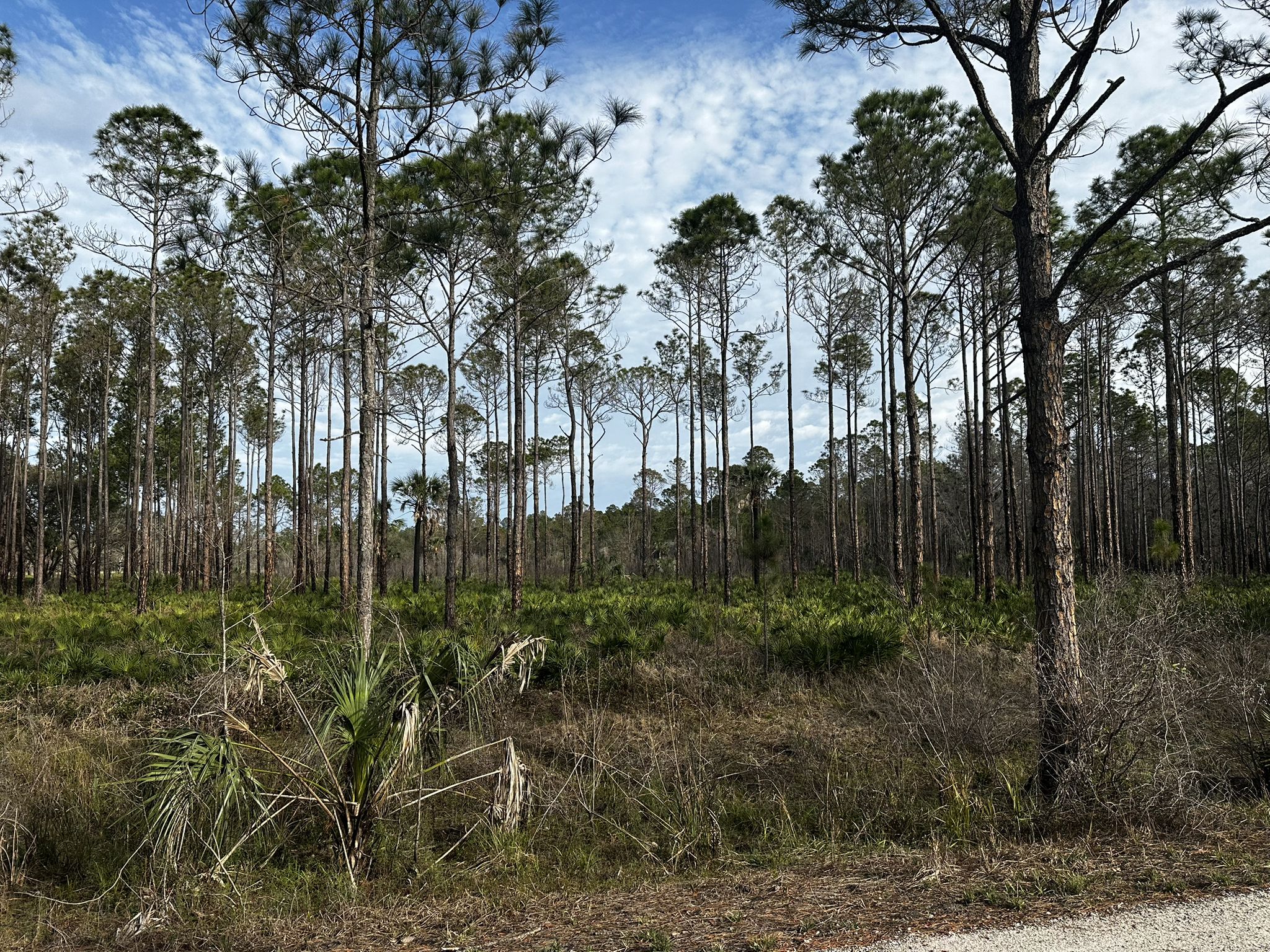 Tall pine trees stand over grassy undergrowth under a bright, cloudy sky. - Flatwoods Park Trail Loop